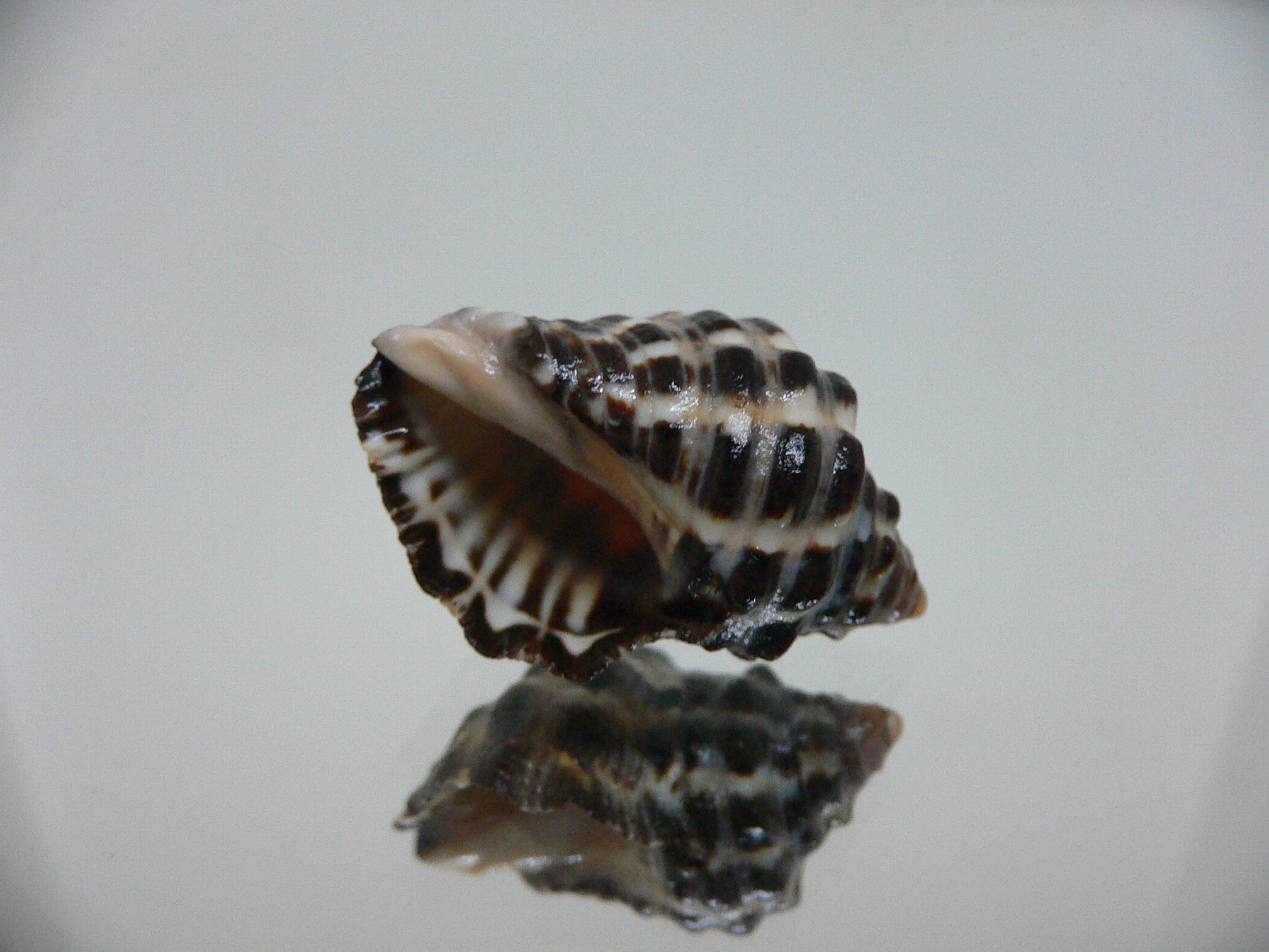 Reishia clavigera IDEAL