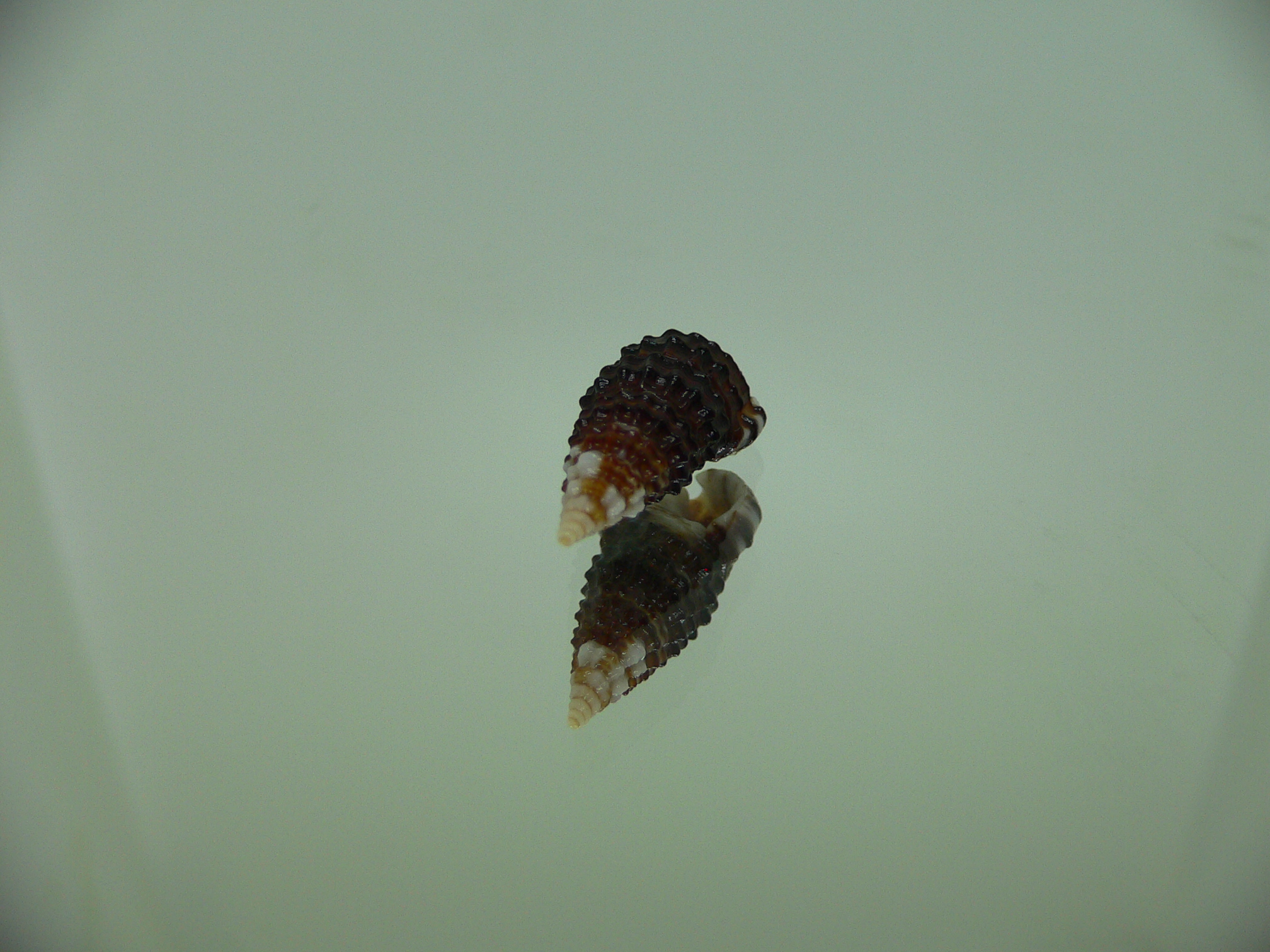 Clypeomorus cf. pellucida DARK 1