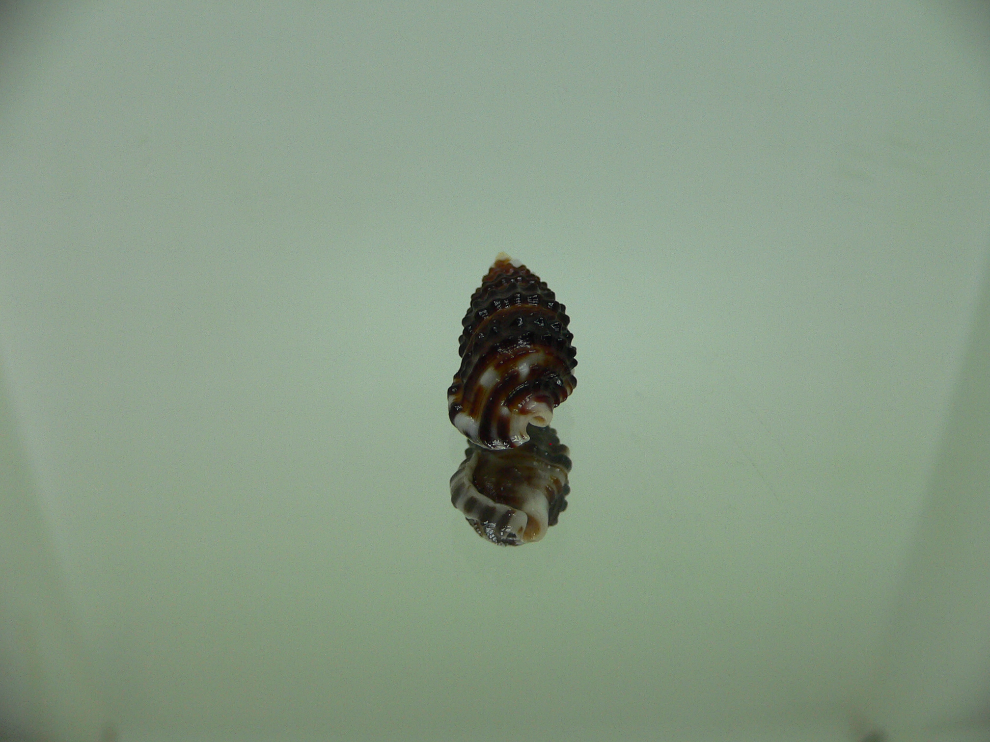 Clypeomorus cf. pellucida DARK 1