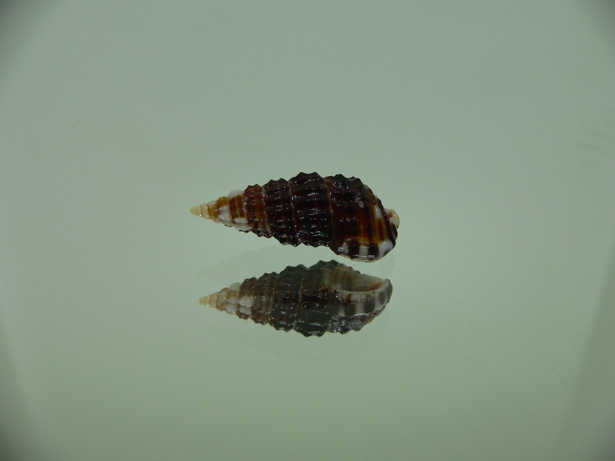 Clypeomorus cf. pellucida DARK 1