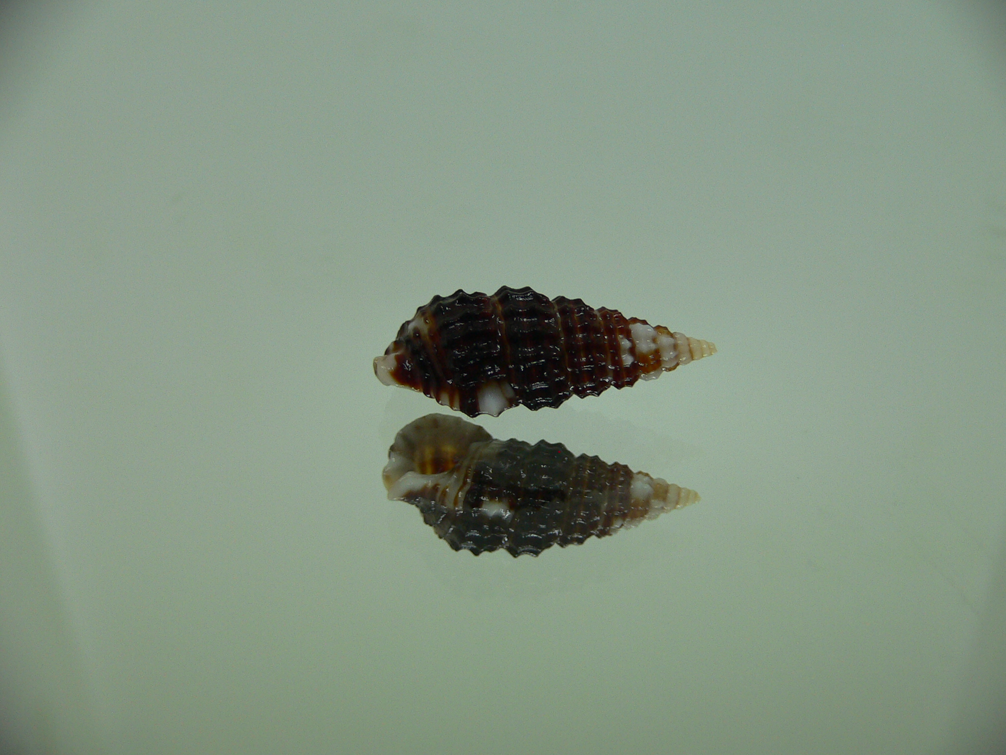Clypeomorus cf. pellucida DARK 1