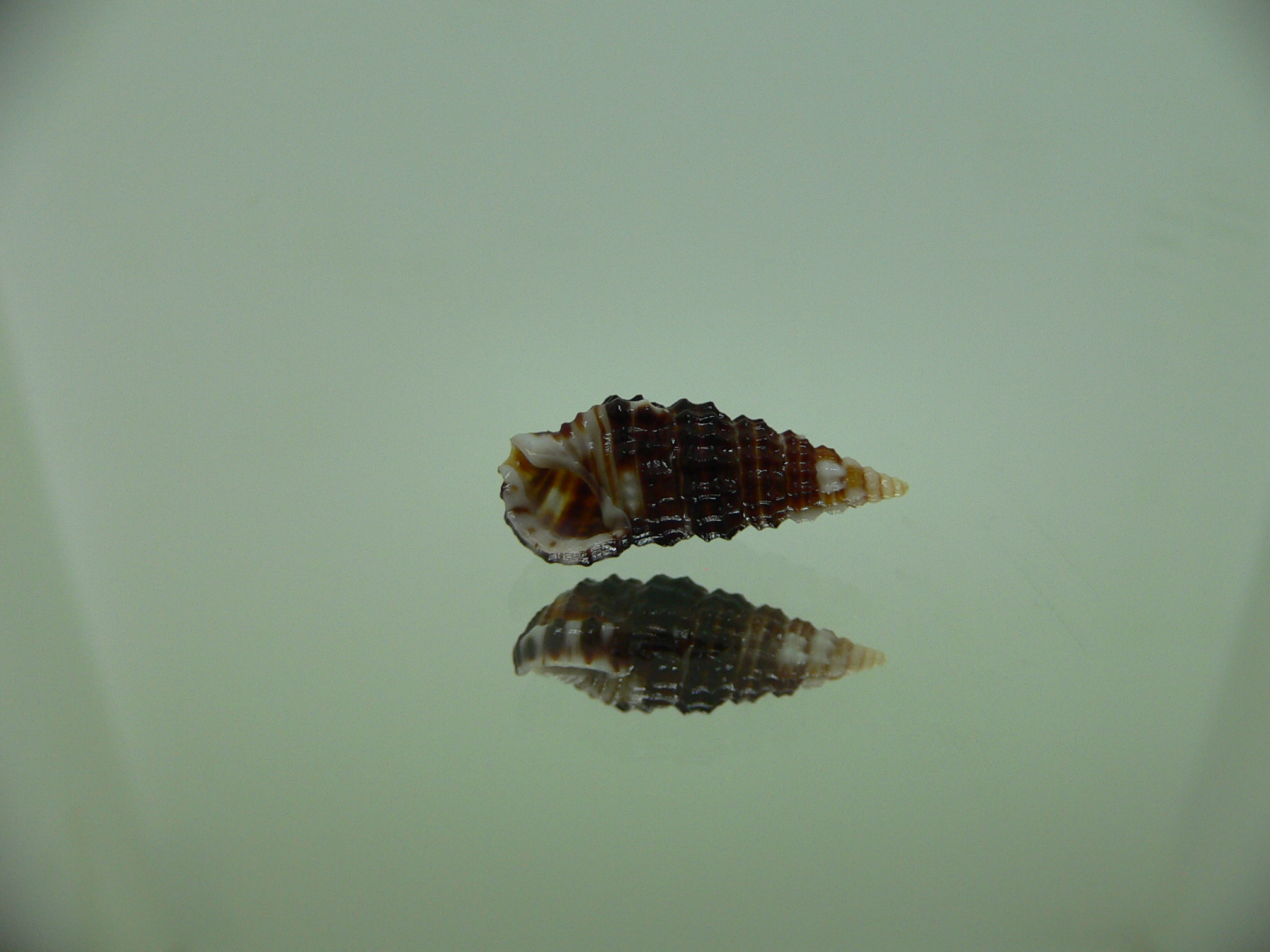 Clypeomorus cf. pellucida DARK 1