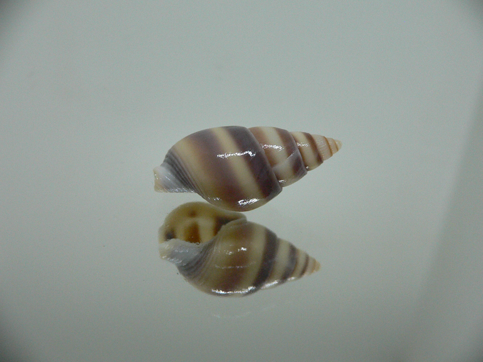 Nassarius succinctus BIG