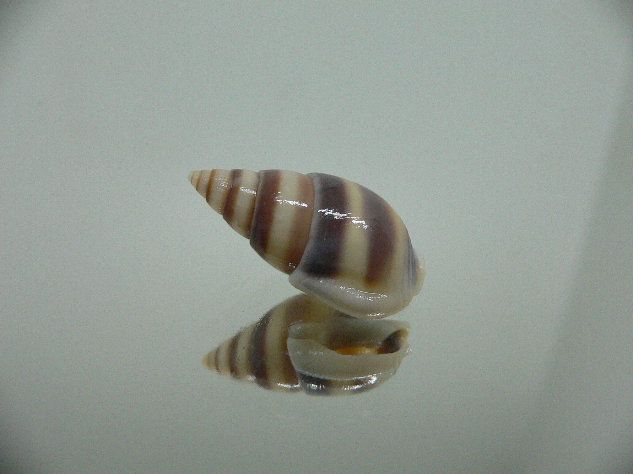 Nassarius succinctus BIG