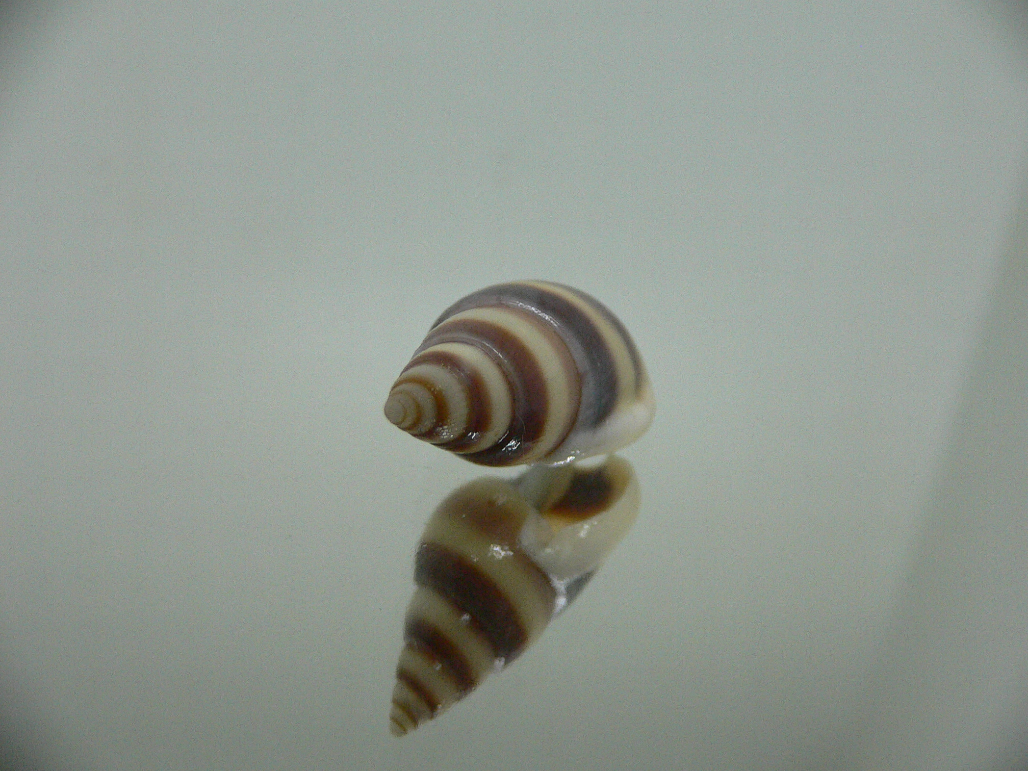Nassarius succinctus BIG
