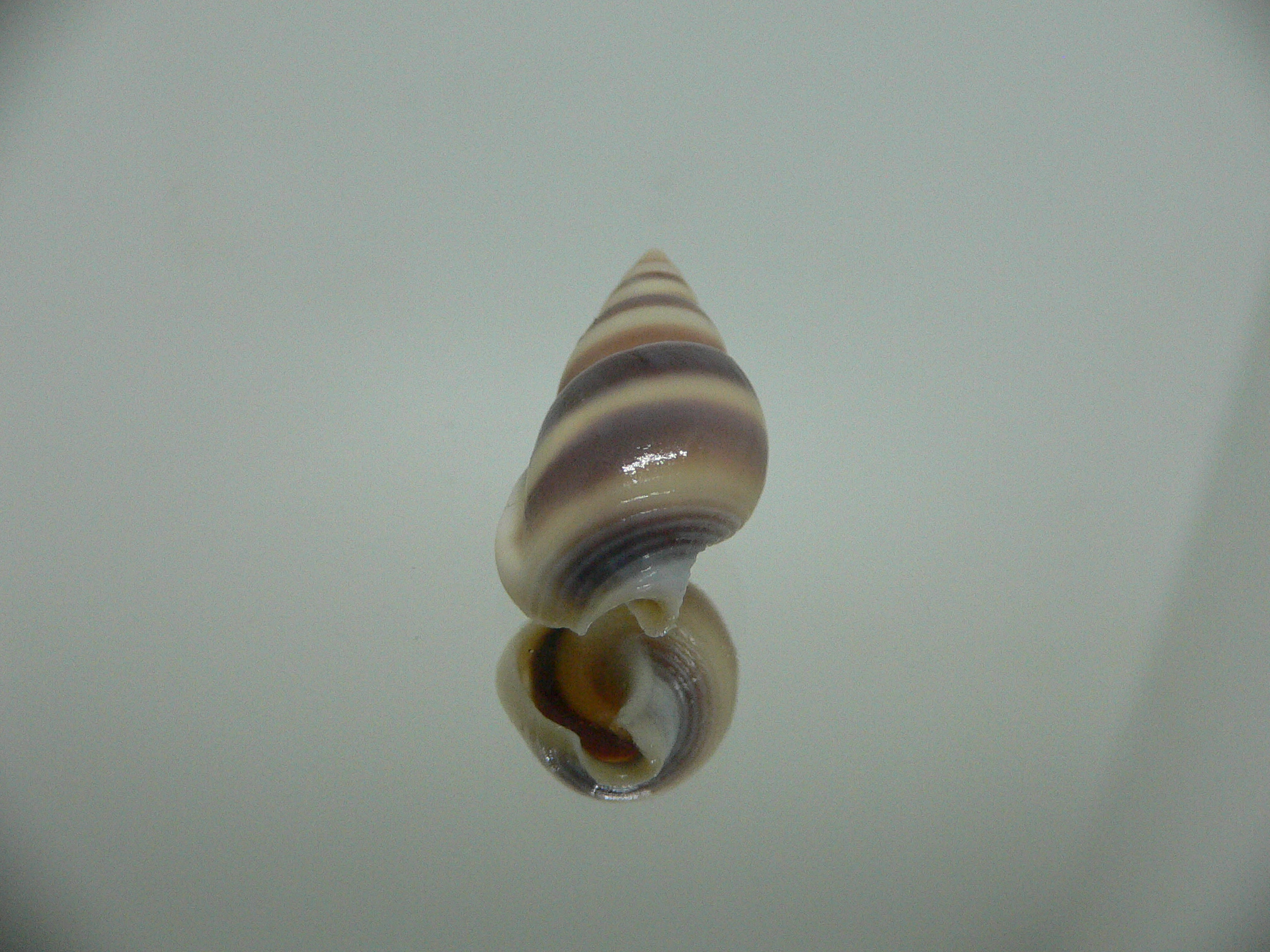 Nassarius succinctus BIG