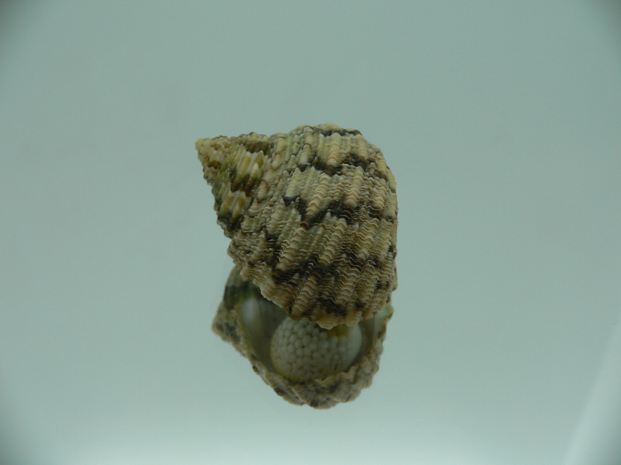 Turbo kenwilliamsi ENDEMIC DWARF 3