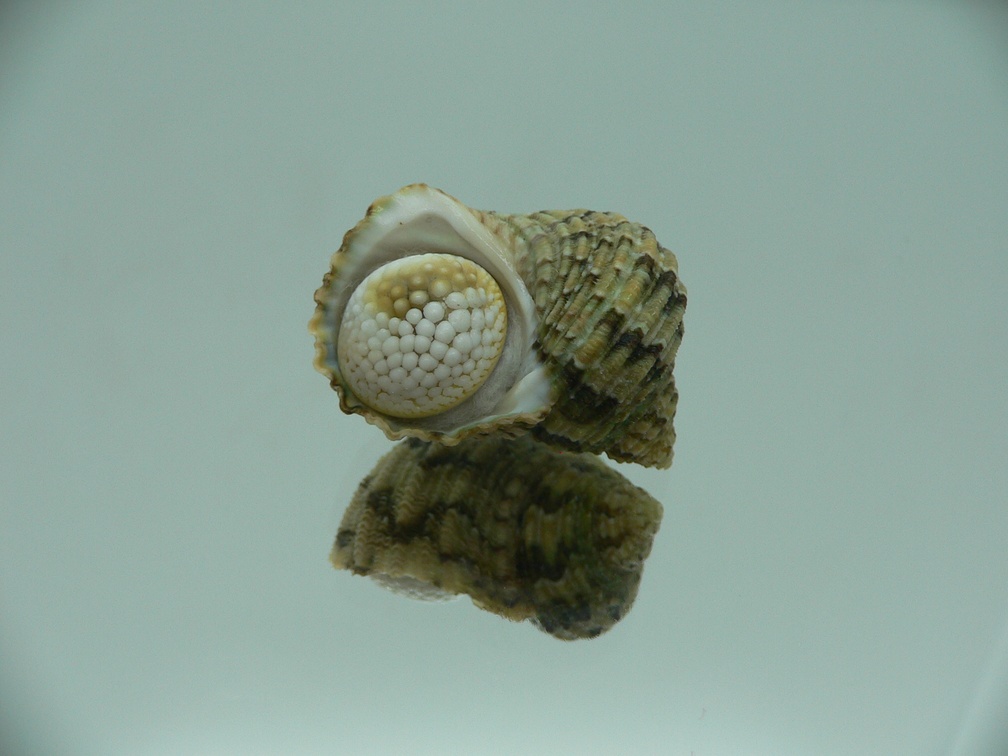 Turbo kenwilliamsi ENDEMIC DWARF 3