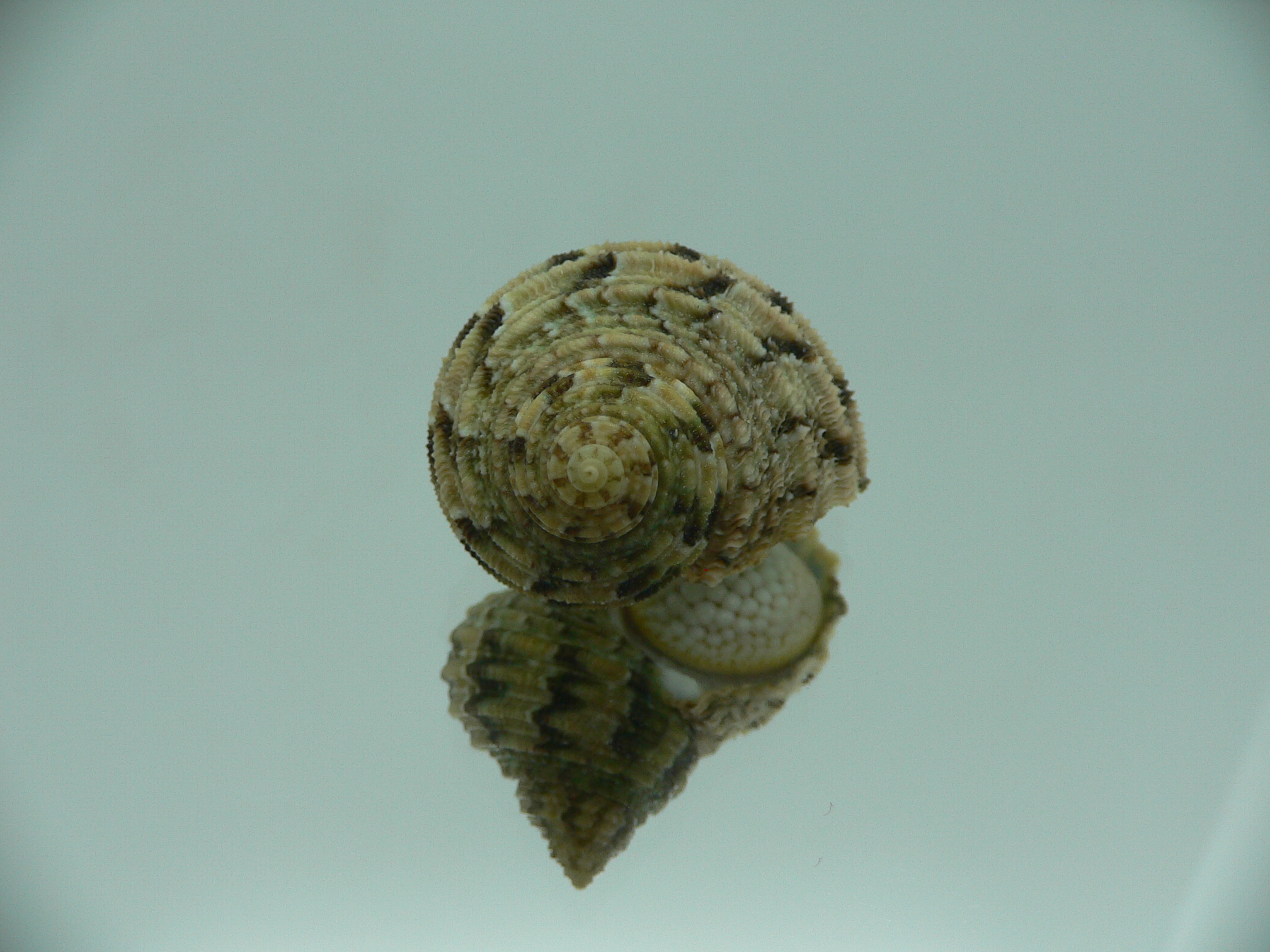 Turbo kenwilliamsi ENDEMIC DWARF 3