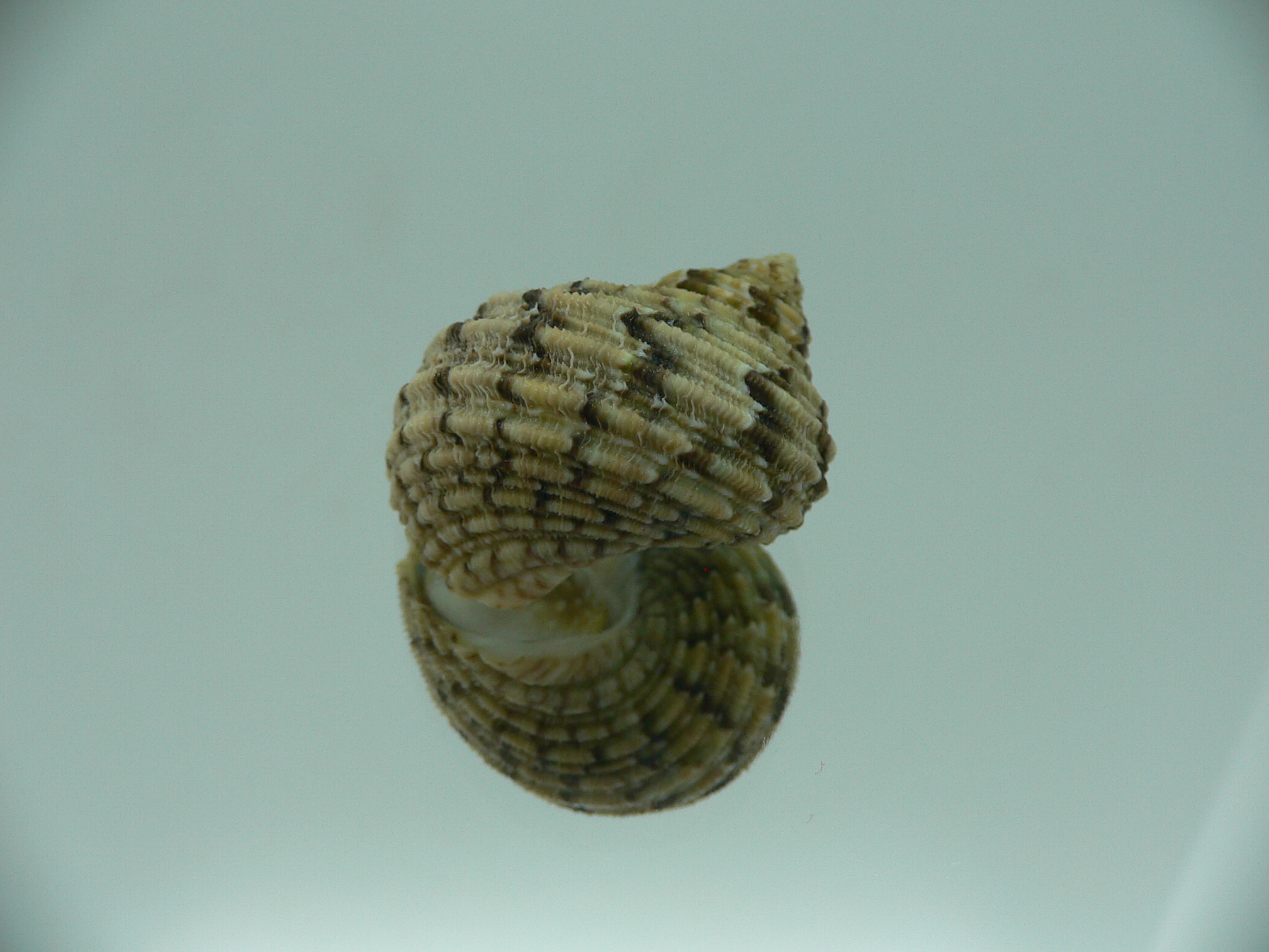 Turbo kenwilliamsi ENDEMIC DWARF 3