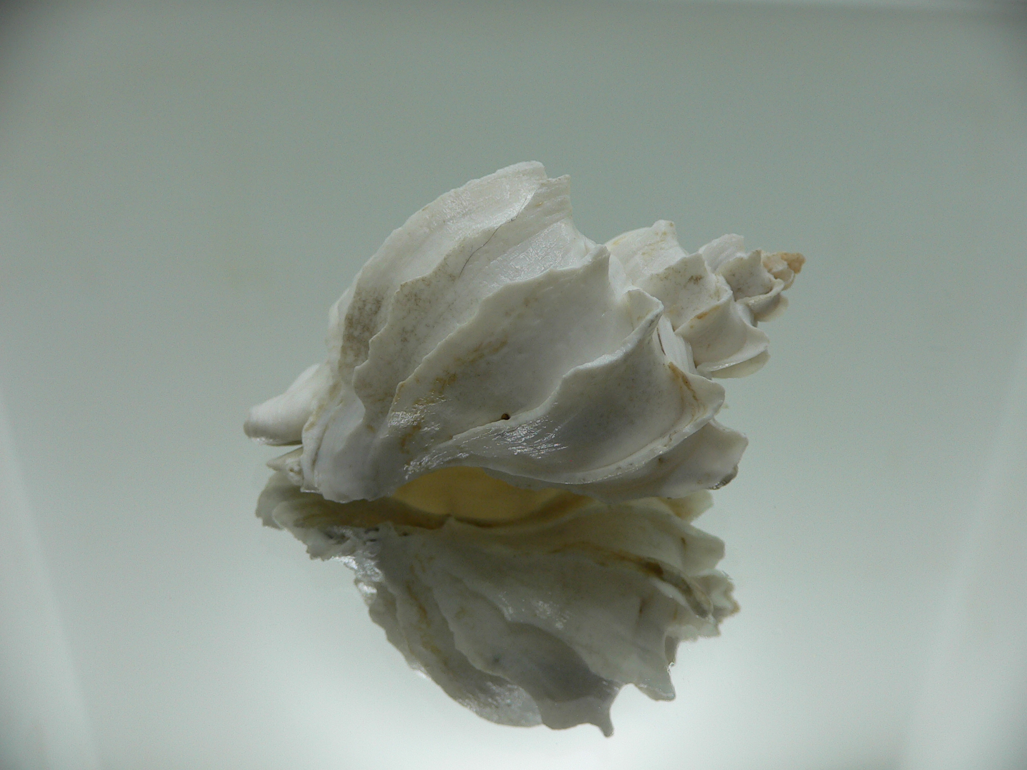 Trophon geversianus lamellosa (var.) (dead)