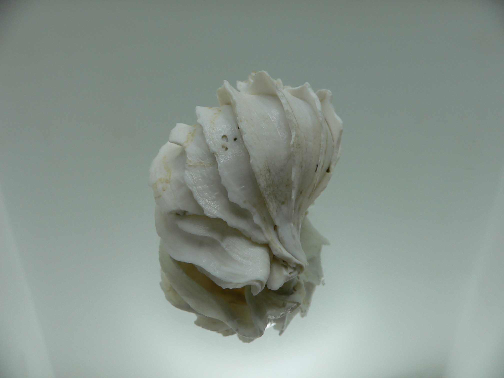 Trophon geversianus lamellosa (var.) (dead)