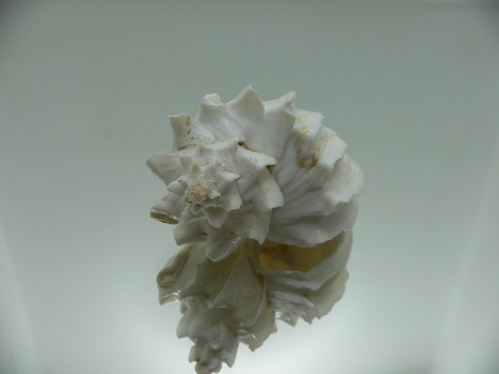 Trophon geversianus lamellosa (var.) (dead)