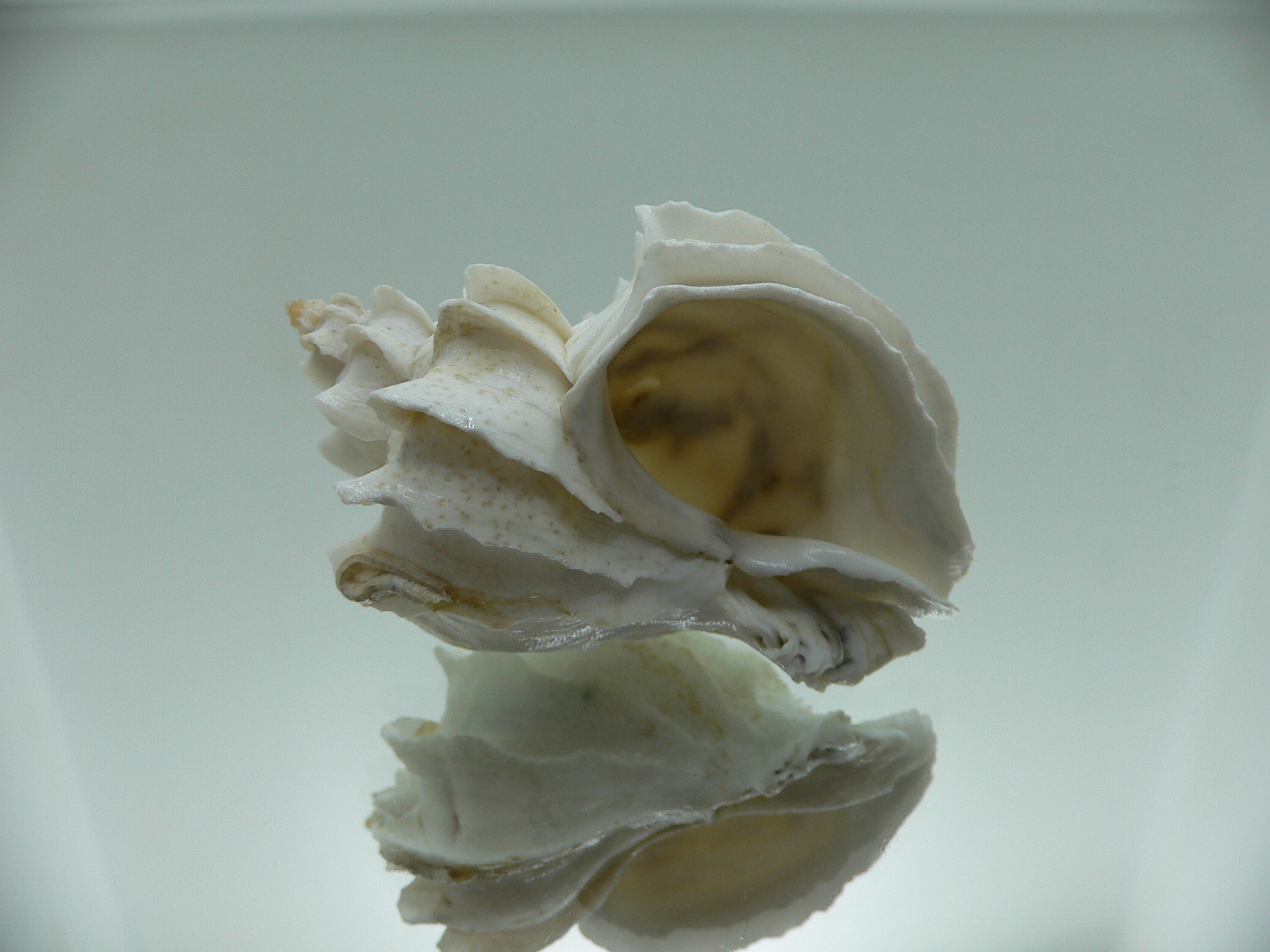 Trophon geversianus lamellosa (var.) (dead)