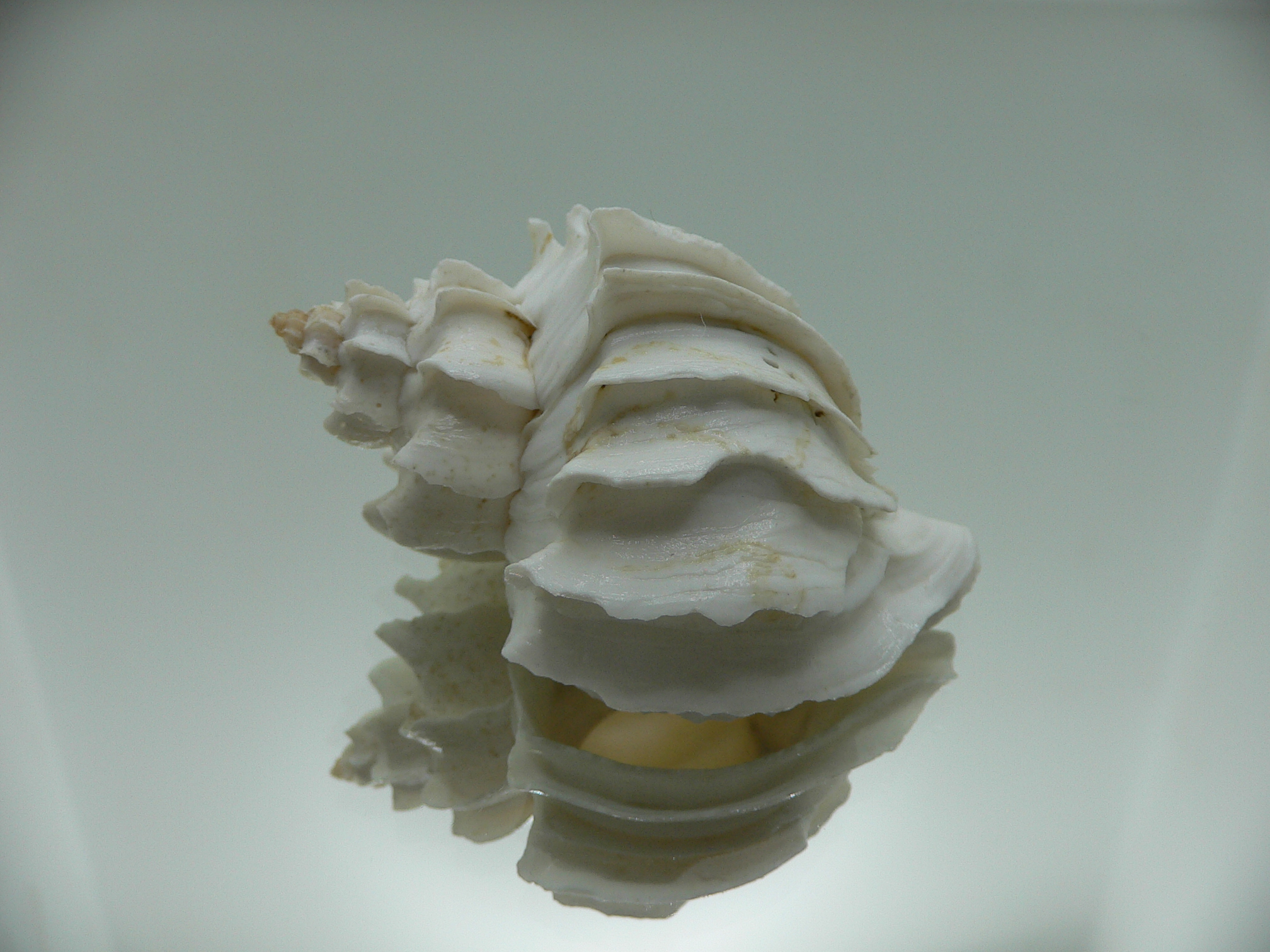 Trophon geversianus lamellosa (var.) (dead)