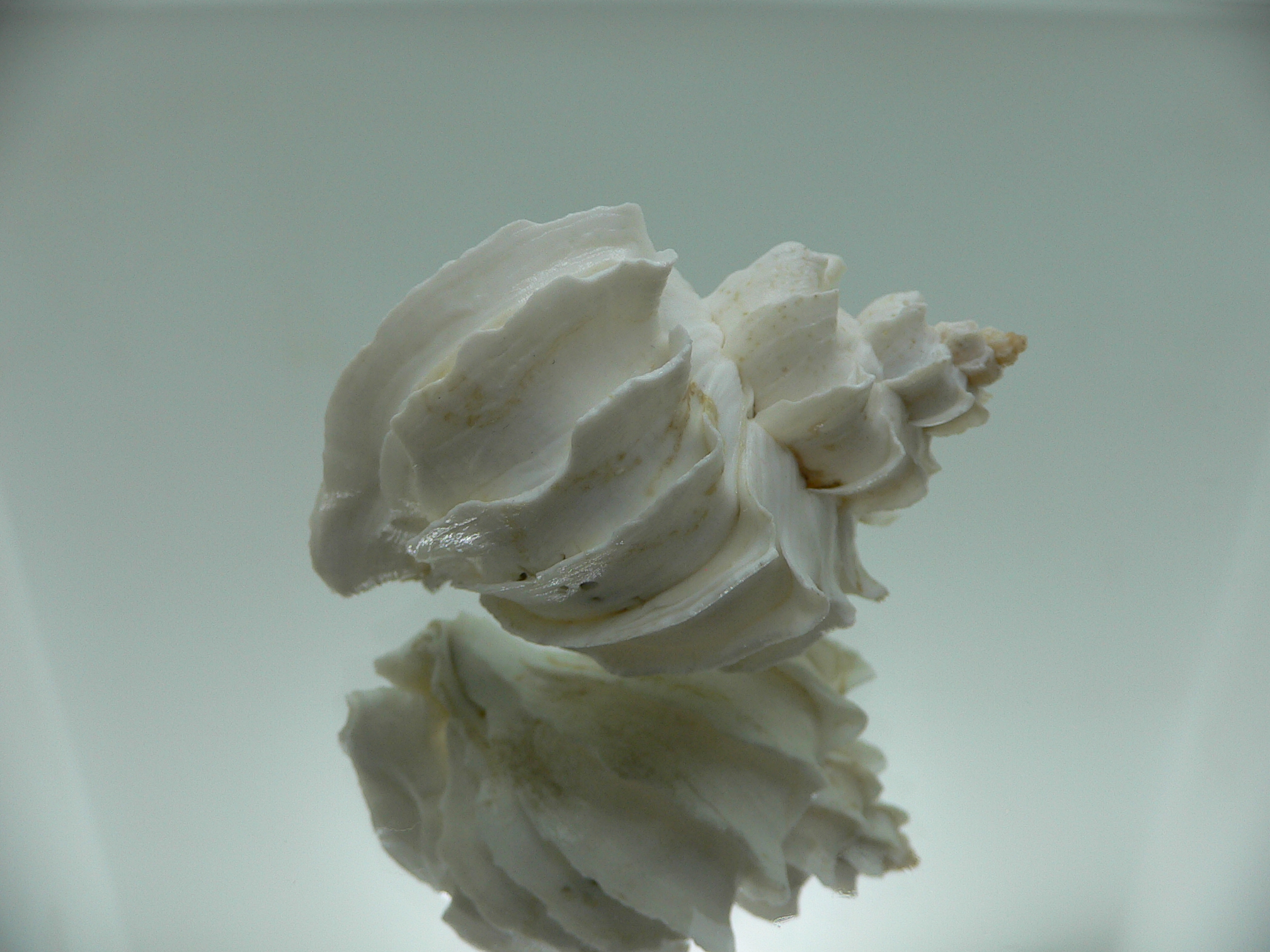 Trophon geversianus lamellosa (var.) (dead)