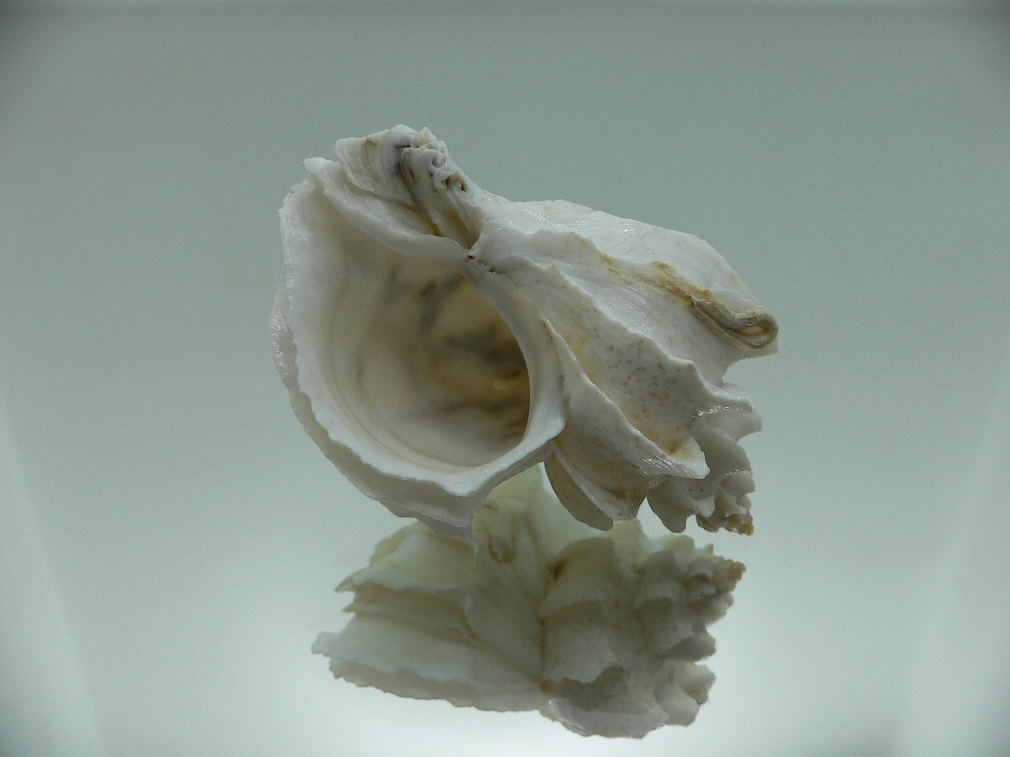 Trophon geversianus lamellosa (var.) (dead)