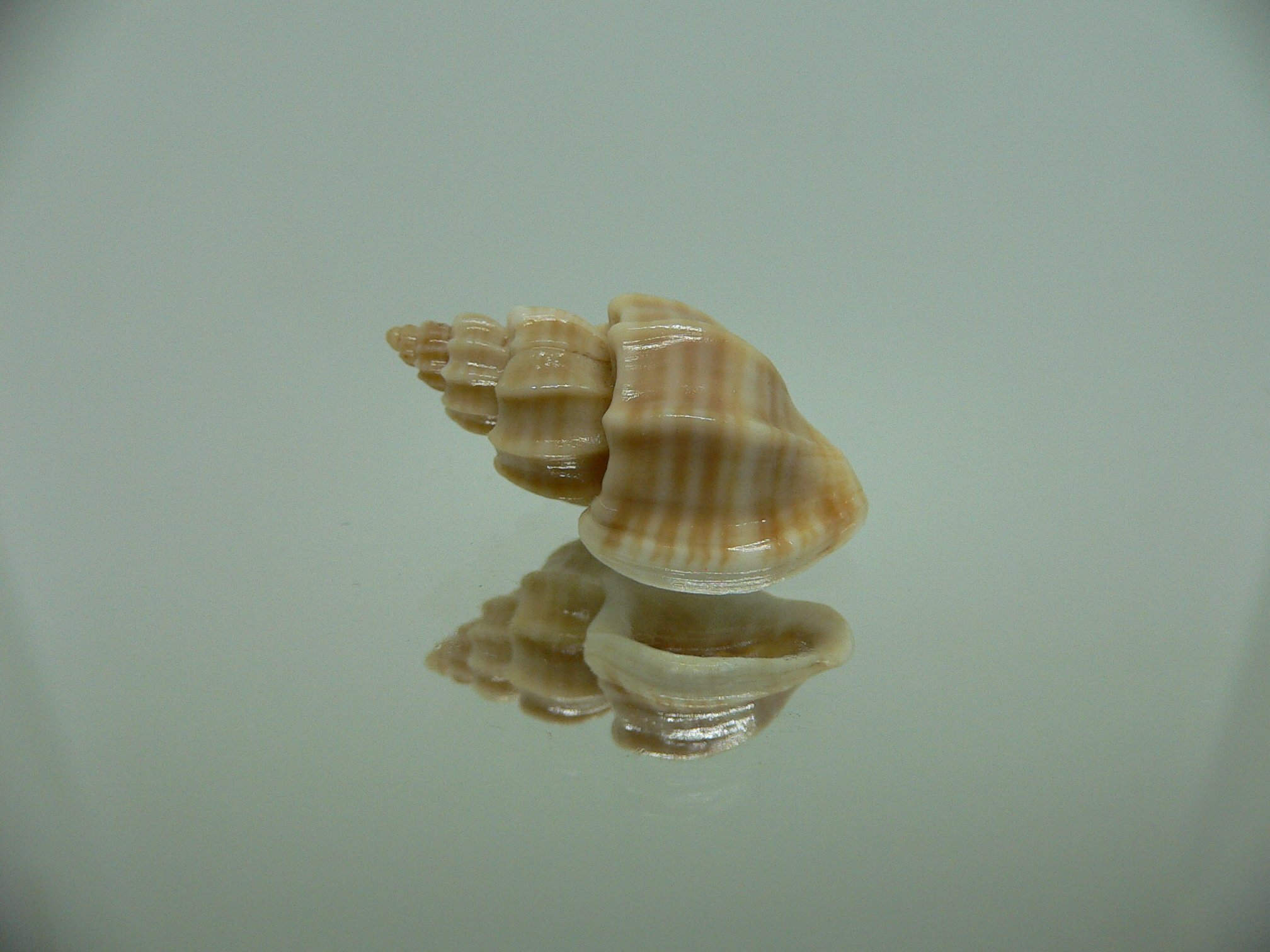 Scalptia scalarina SUPER