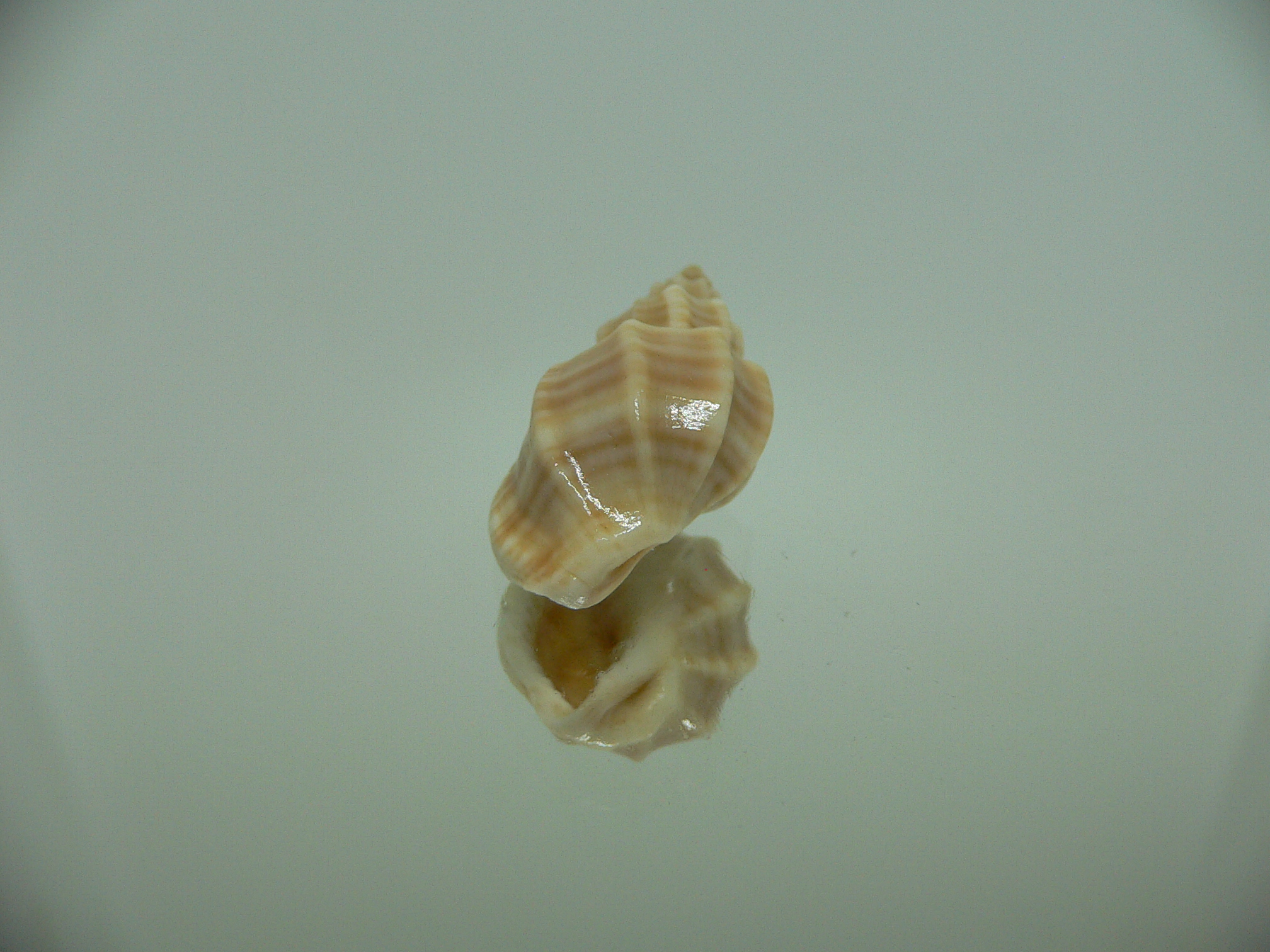 Scalptia scalarina SUPER