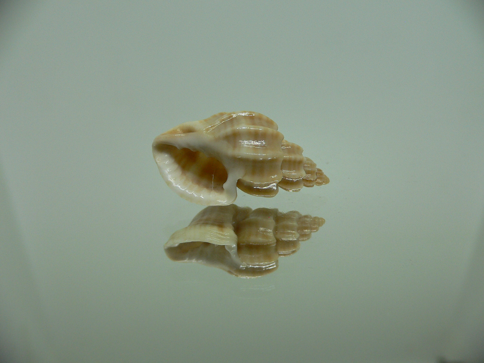 Scalptia scalarina SUPER