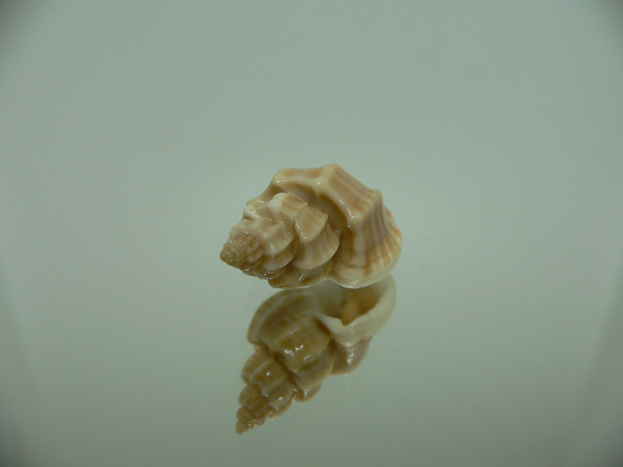 Scalptia scalarina SUPER