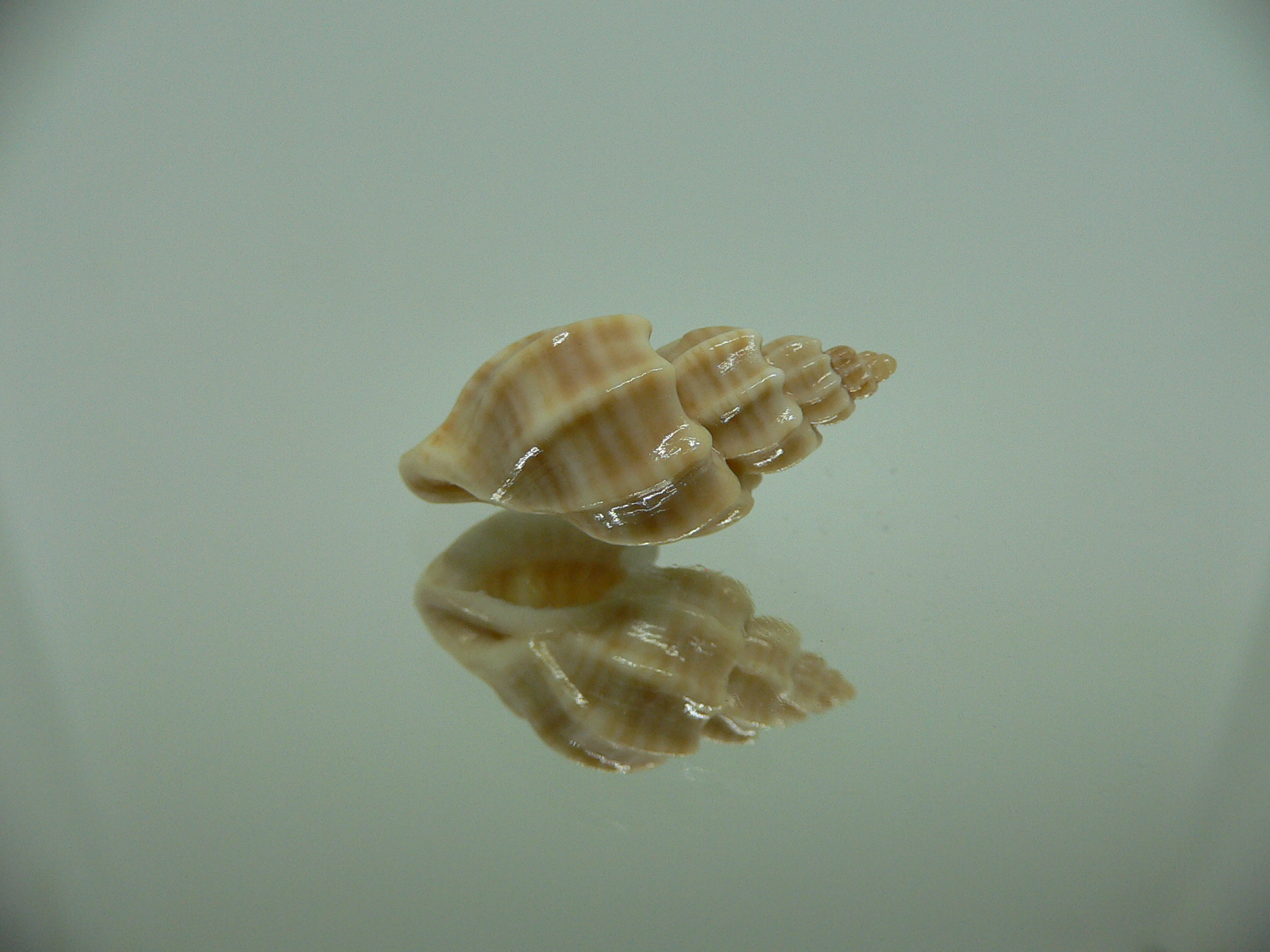 Scalptia scalarina SUPER