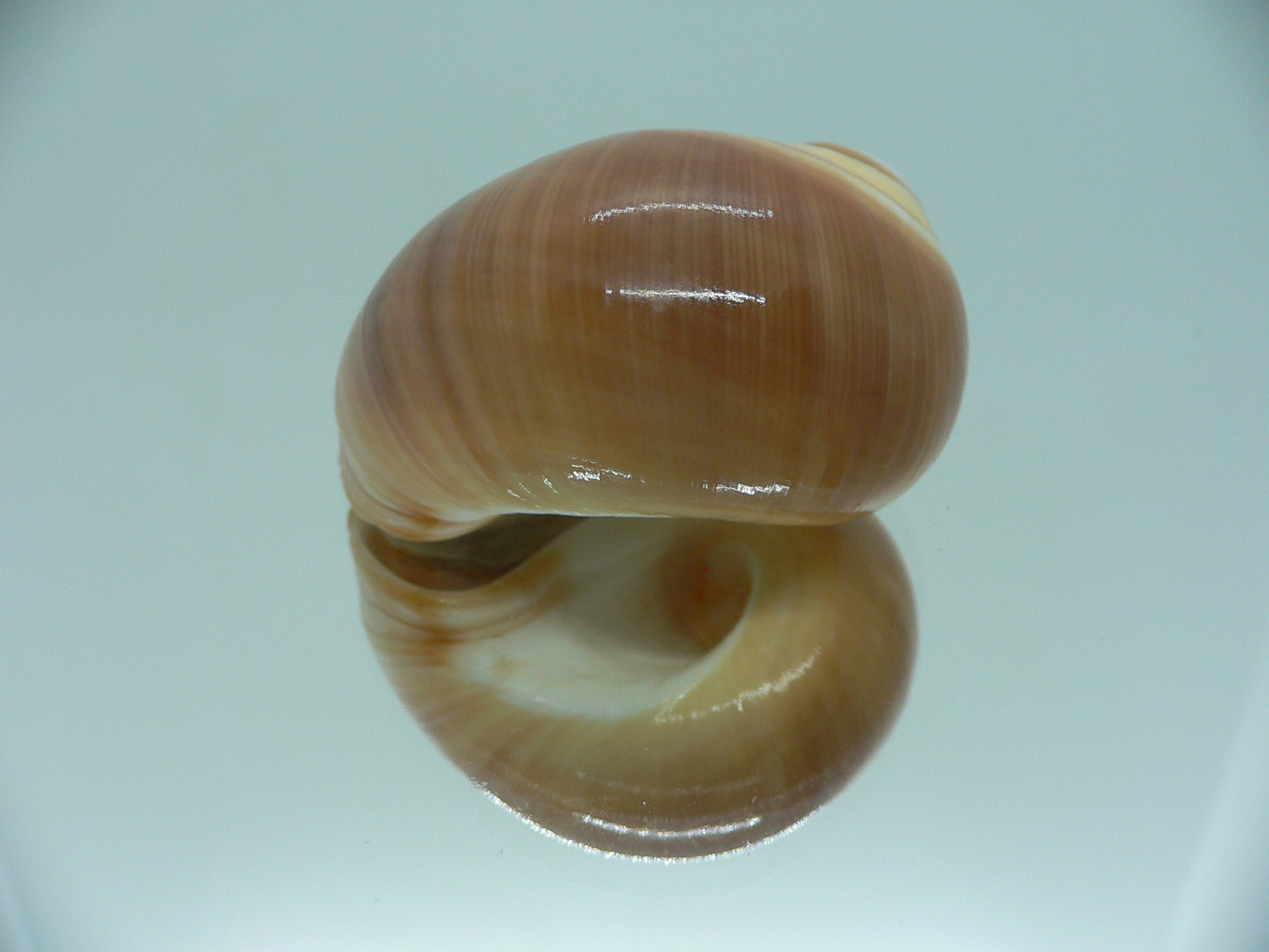 Polinices powisianus YELLOW & BROWN