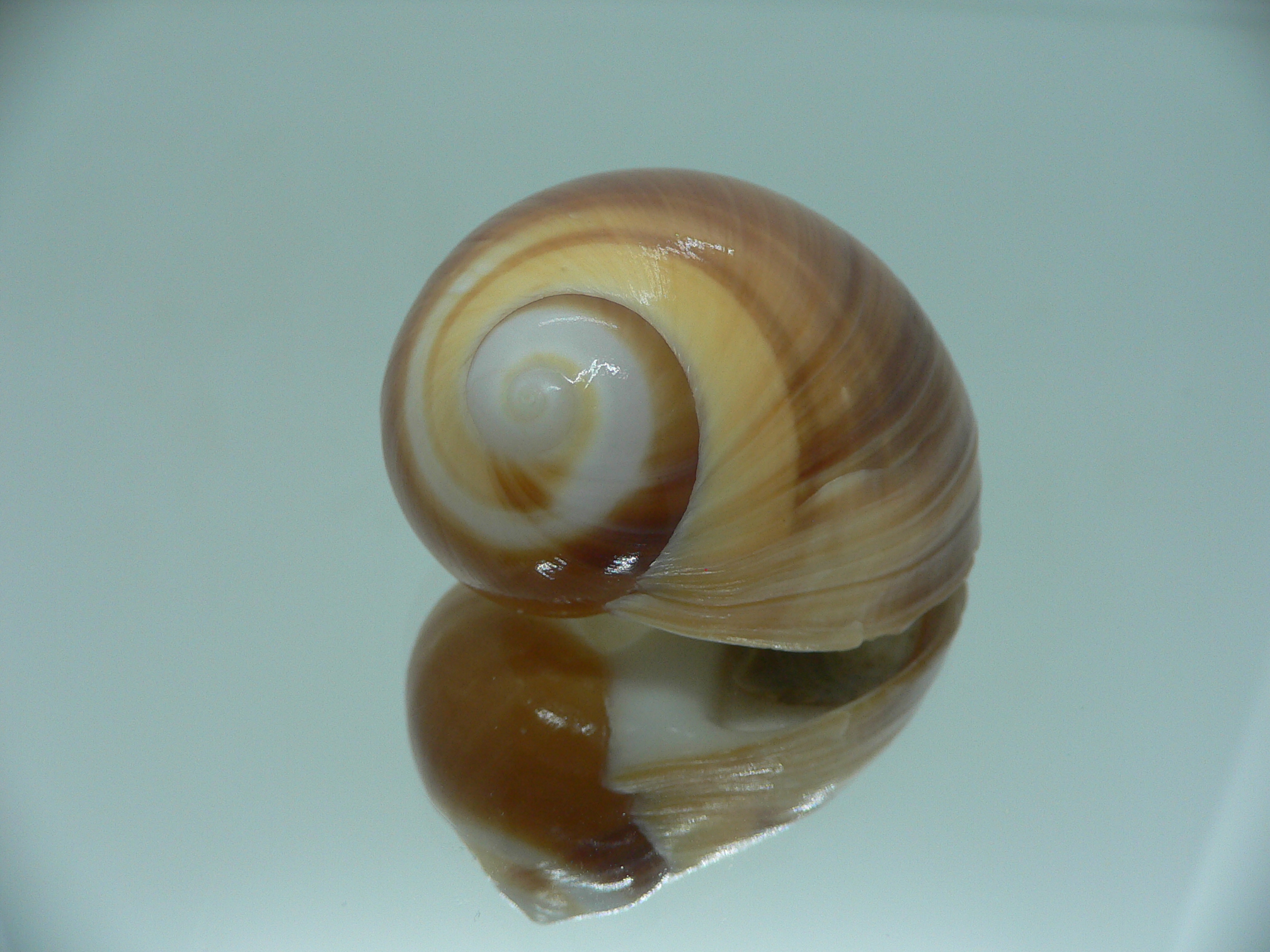 Polinices powisianus YELLOW & BROWN