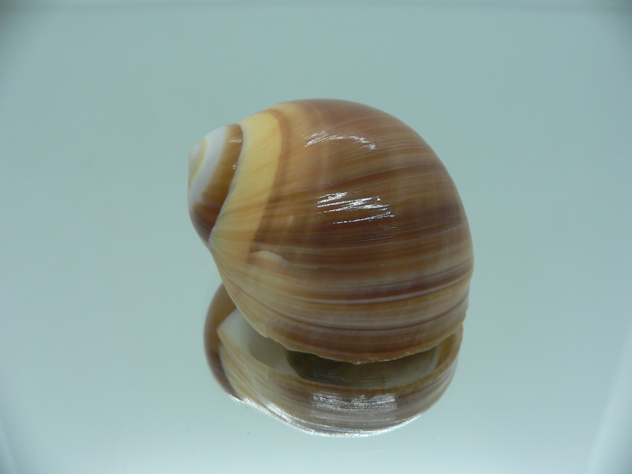 Polinices powisianus YELLOW & BROWN