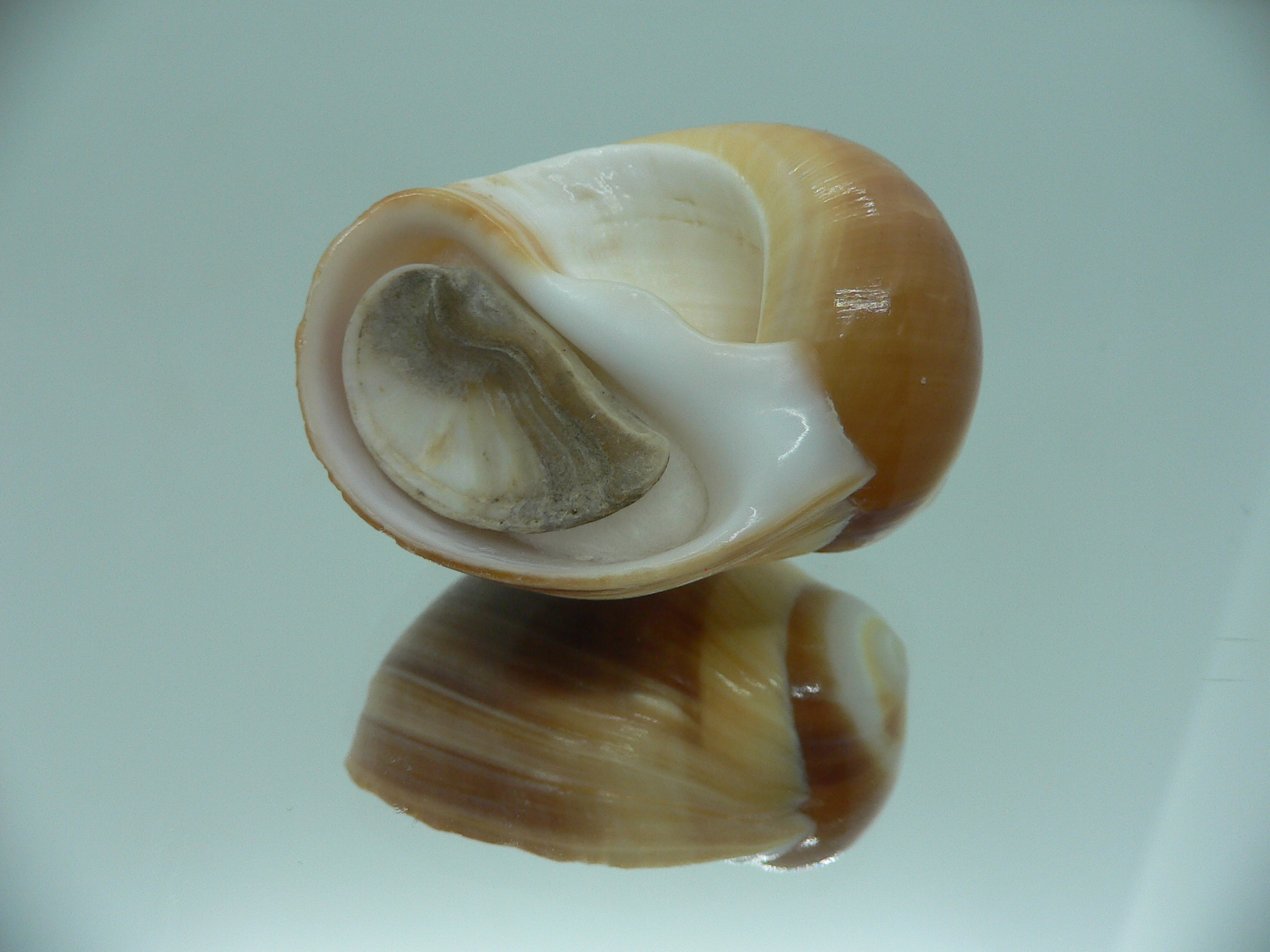 Polinices powisianus YELLOW & BROWN