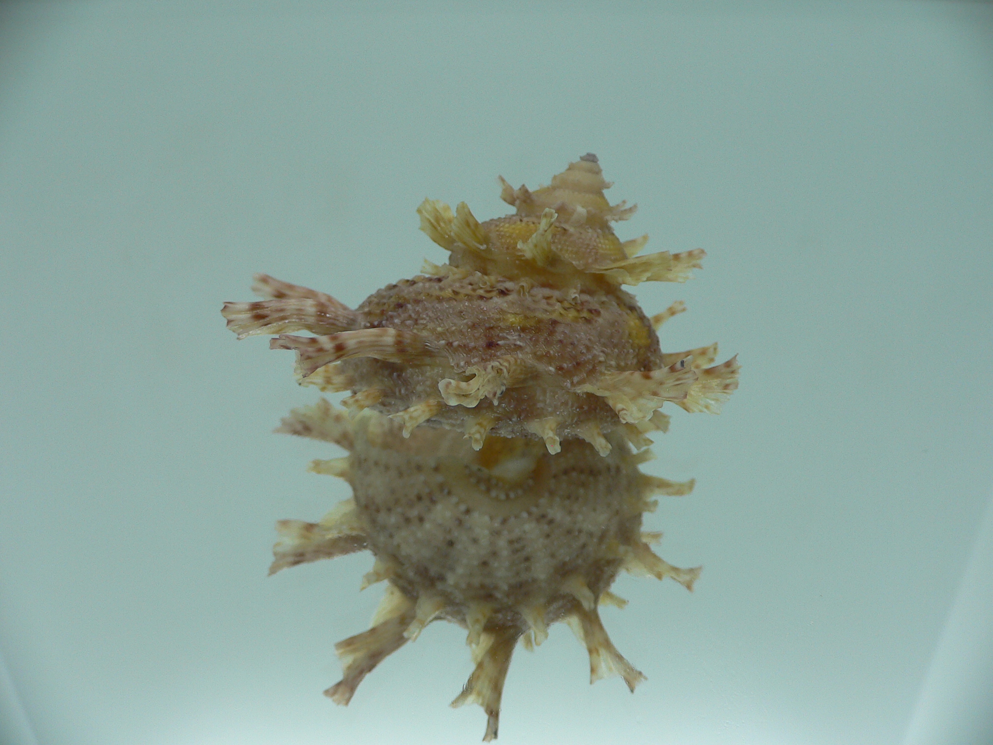 Harisazaea girgyllus YELLOW SPOTS