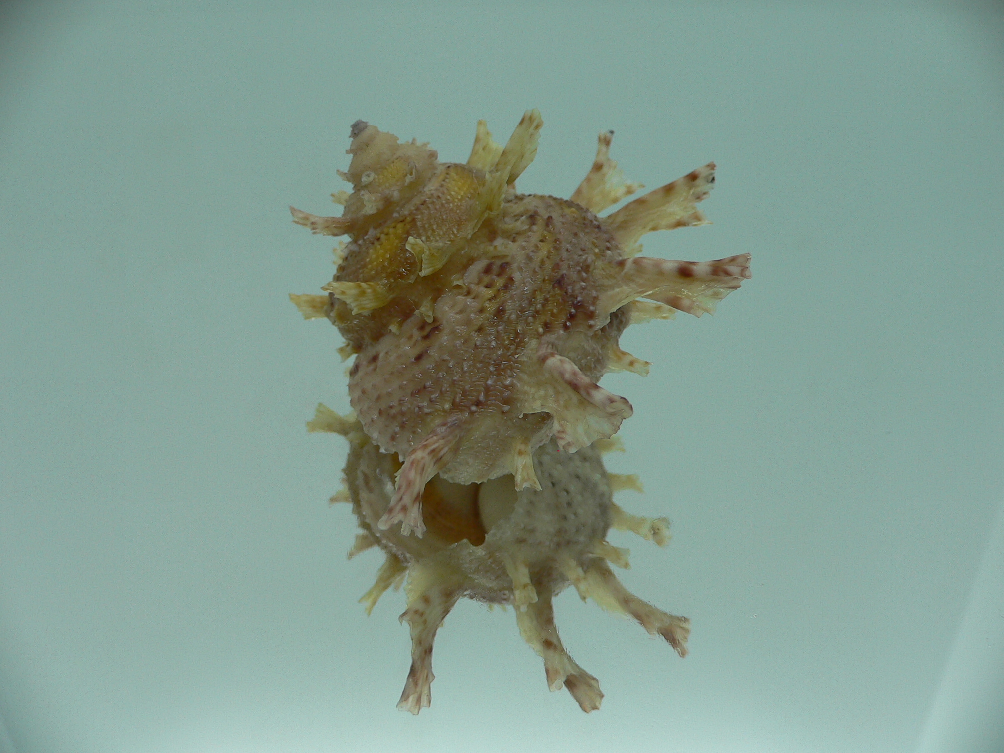 Harisazaea girgyllus YELLOW SPOTS