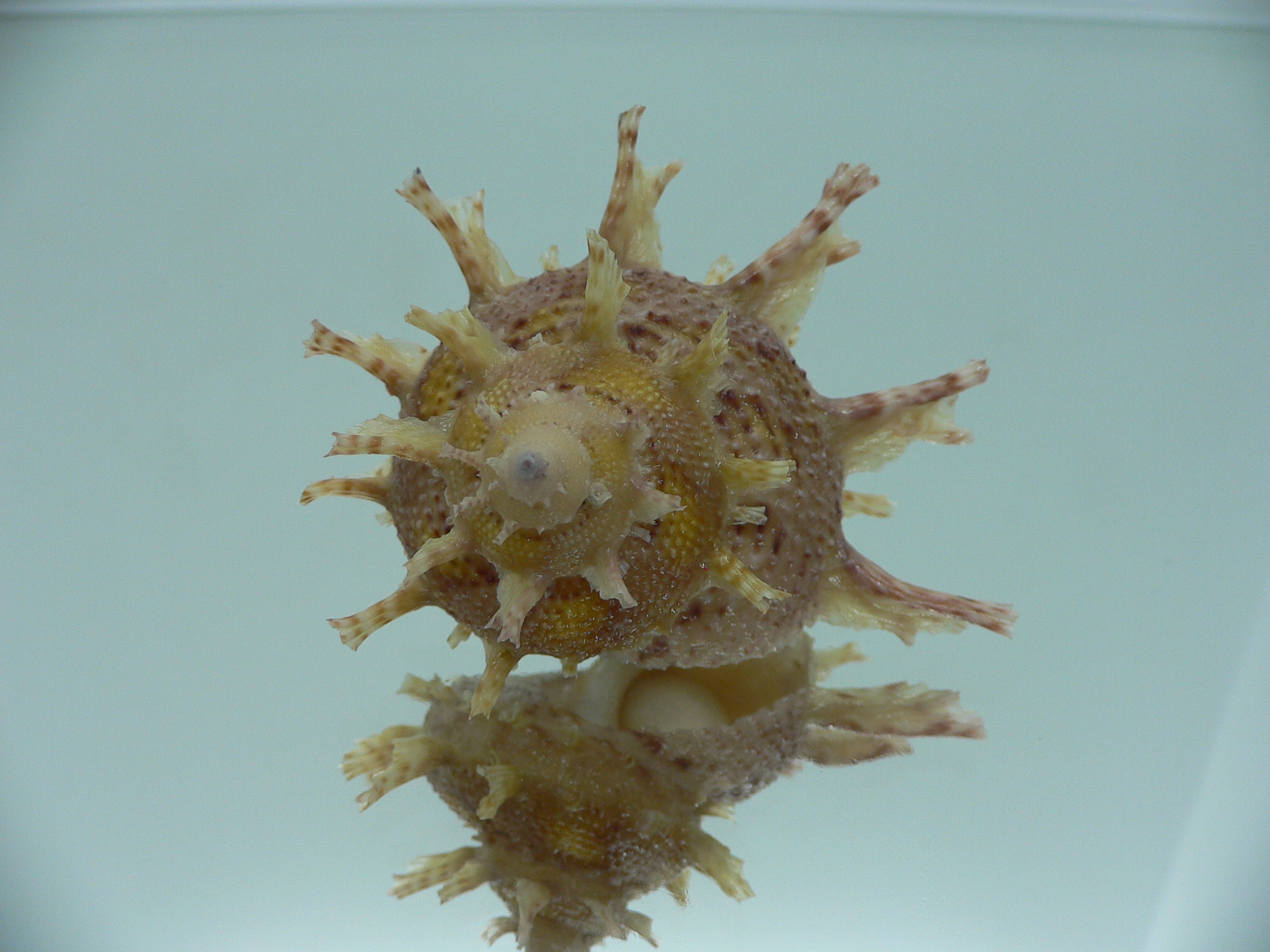 Harisazaea girgyllus YELLOW SPOTS