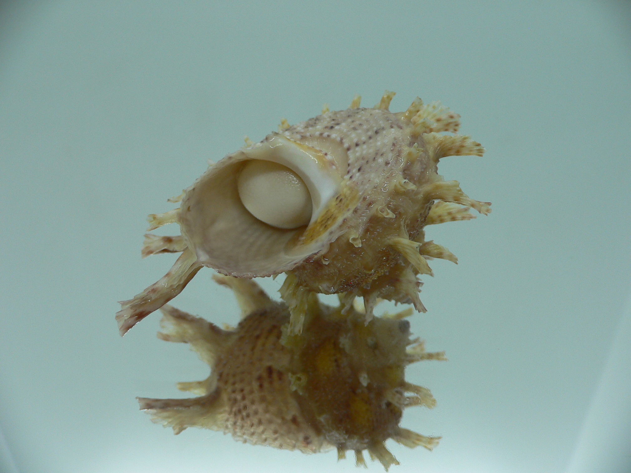 Harisazaea girgyllus YELLOW SPOTS