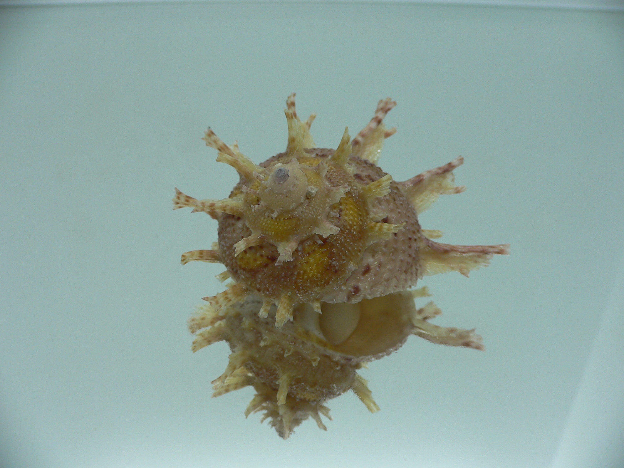 Harisazaea girgyllus YELLOW SPOTS