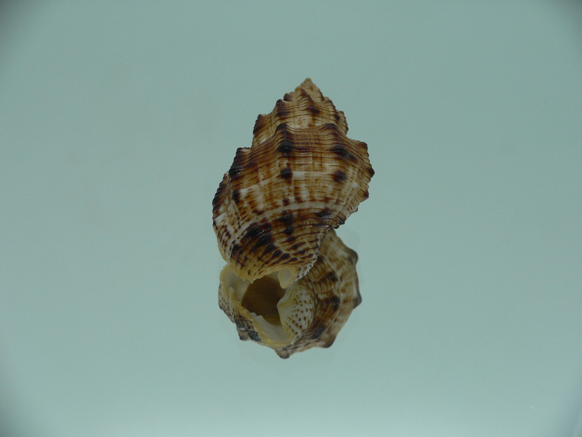 Cantharus leucotaeniatus IDEAL & COLOR