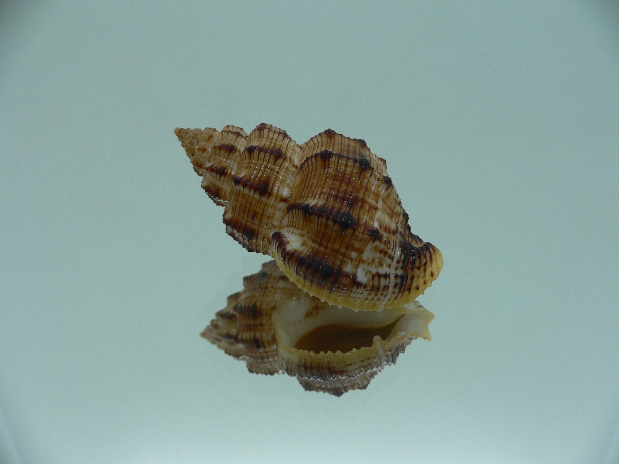 Cantharus leucotaeniatus IDEAL & COLOR