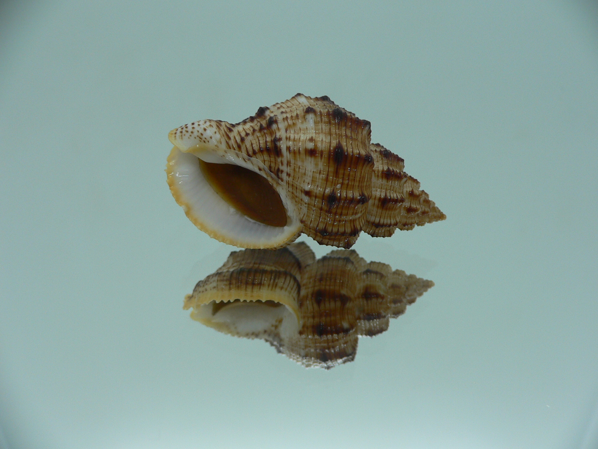 Cantharus leucotaeniatus IDEAL & COLOR