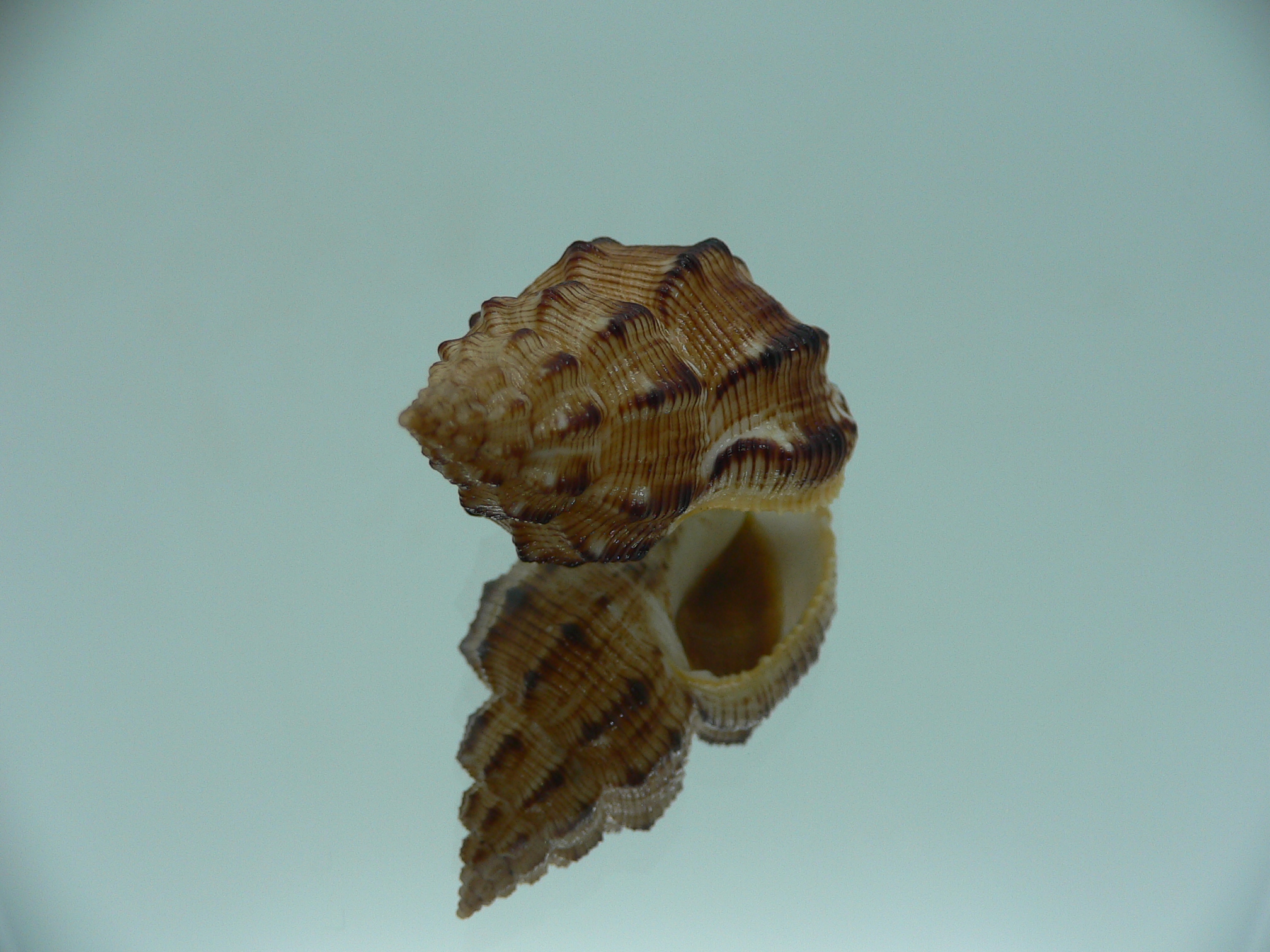 Cantharus leucotaeniatus IDEAL & COLOR