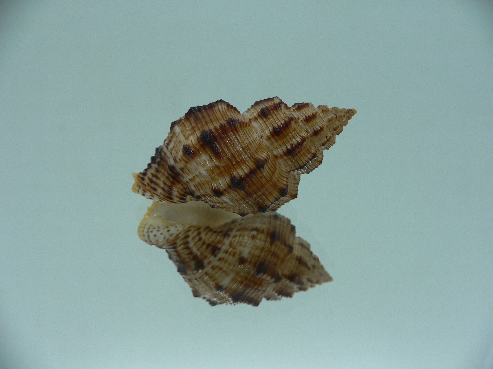 Cantharus leucotaeniatus IDEAL & COLOR