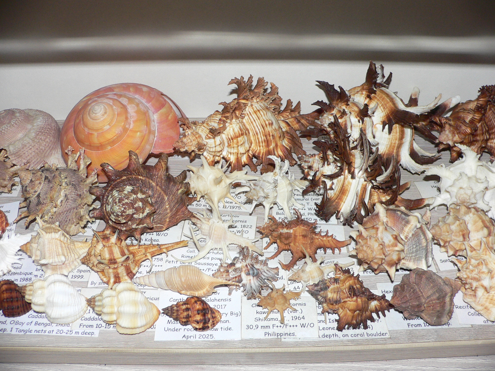 Cantharus leucotaeniatus IDEAL & COLOR