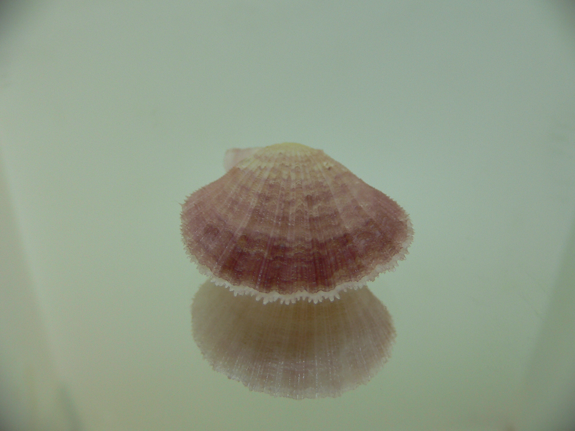 Semipallium aktinos LILAC