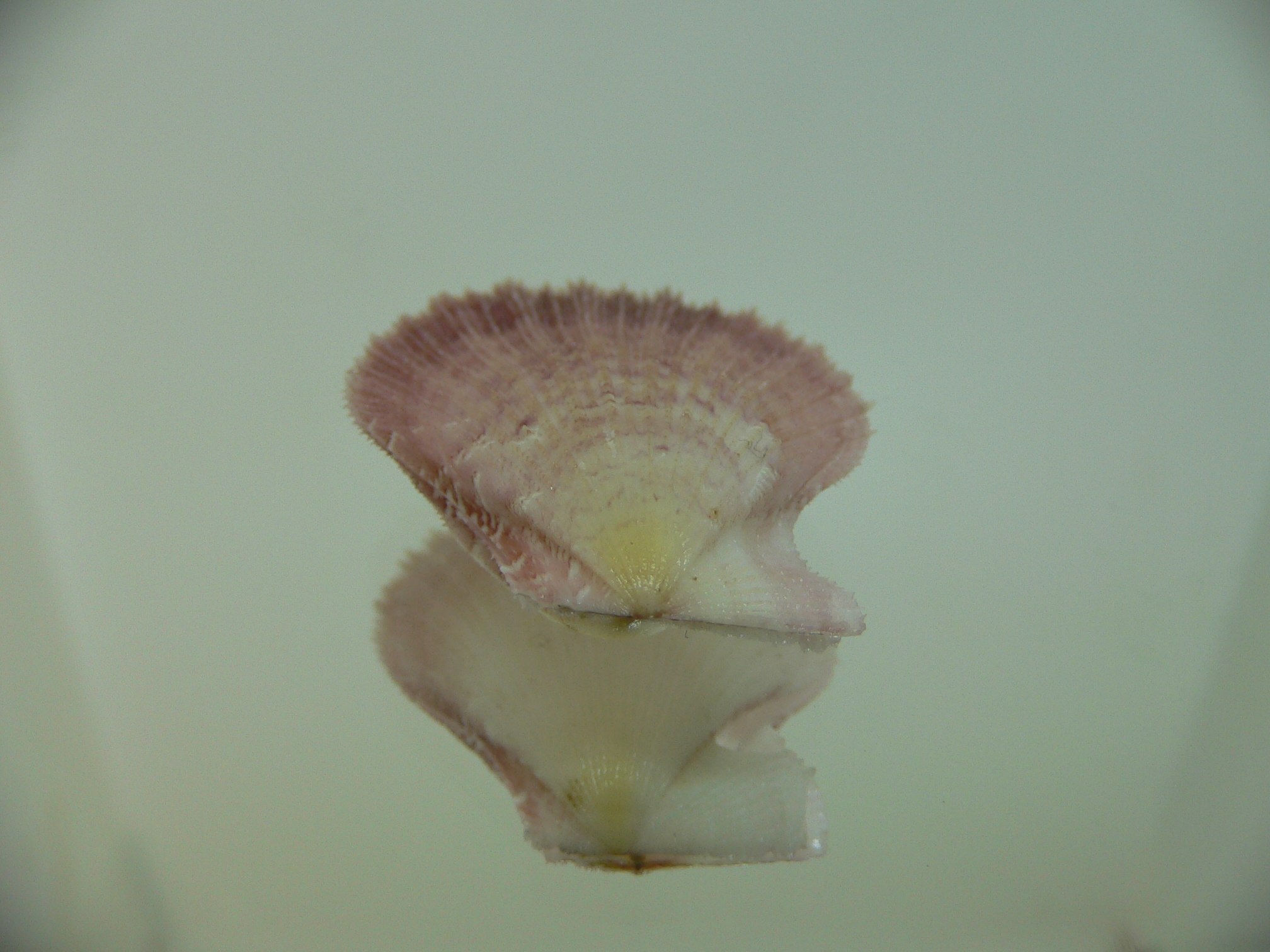 Semipallium aktinos LILAC