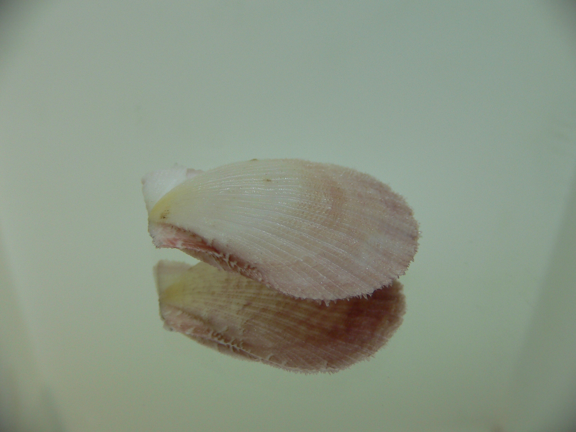 Semipallium aktinos LILAC
