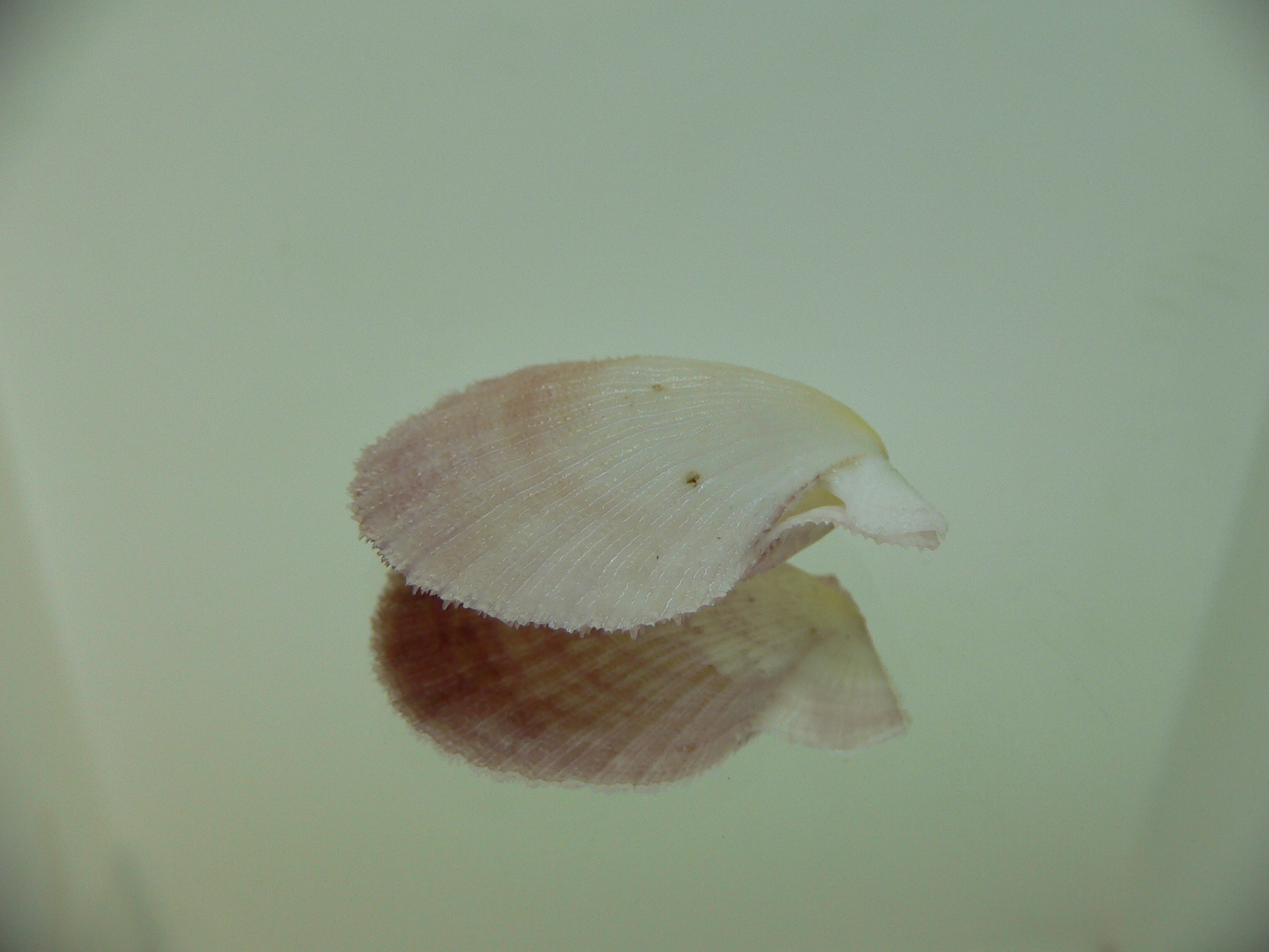 Semipallium aktinos LILAC