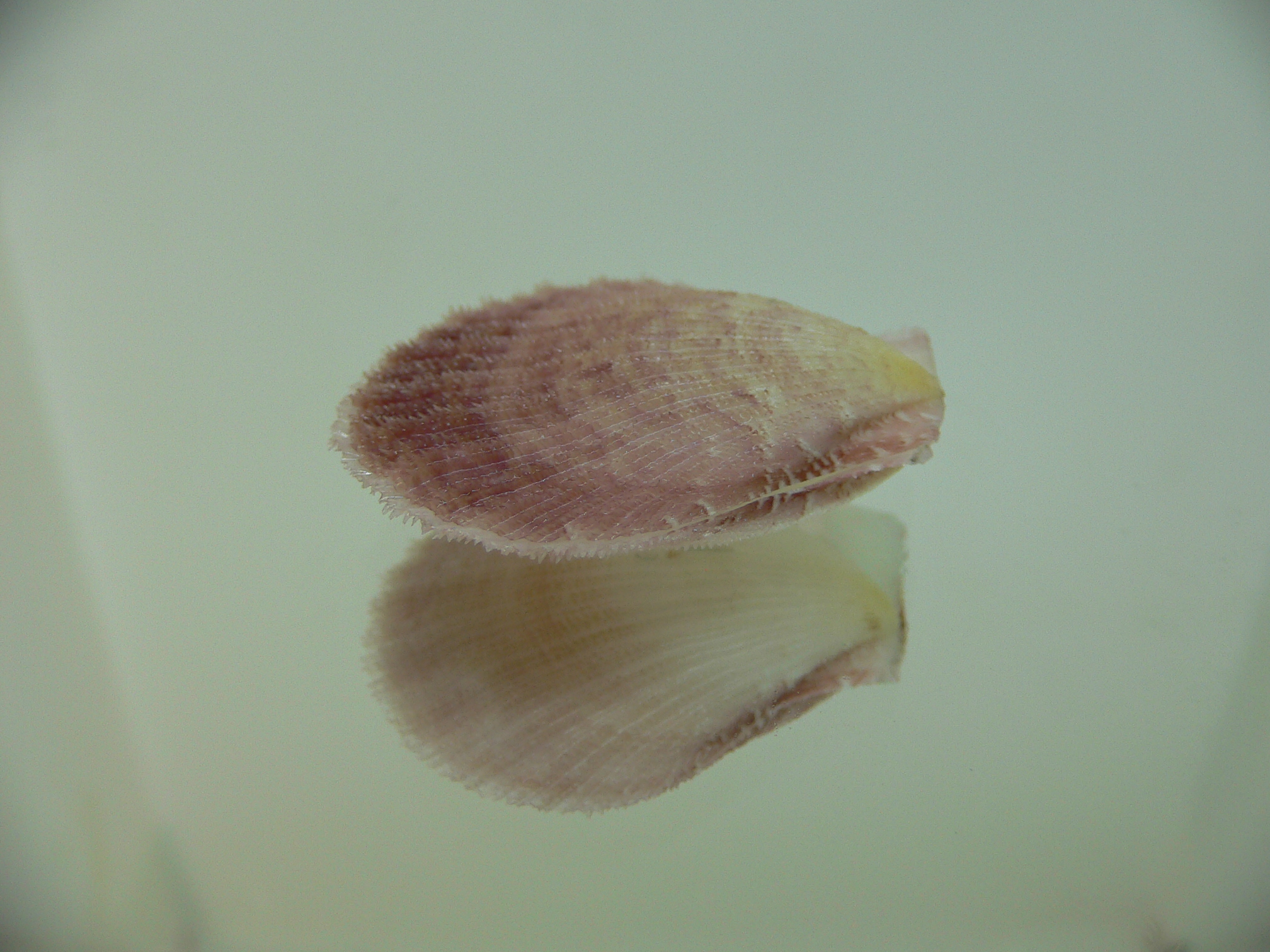 Semipallium aktinos LILAC