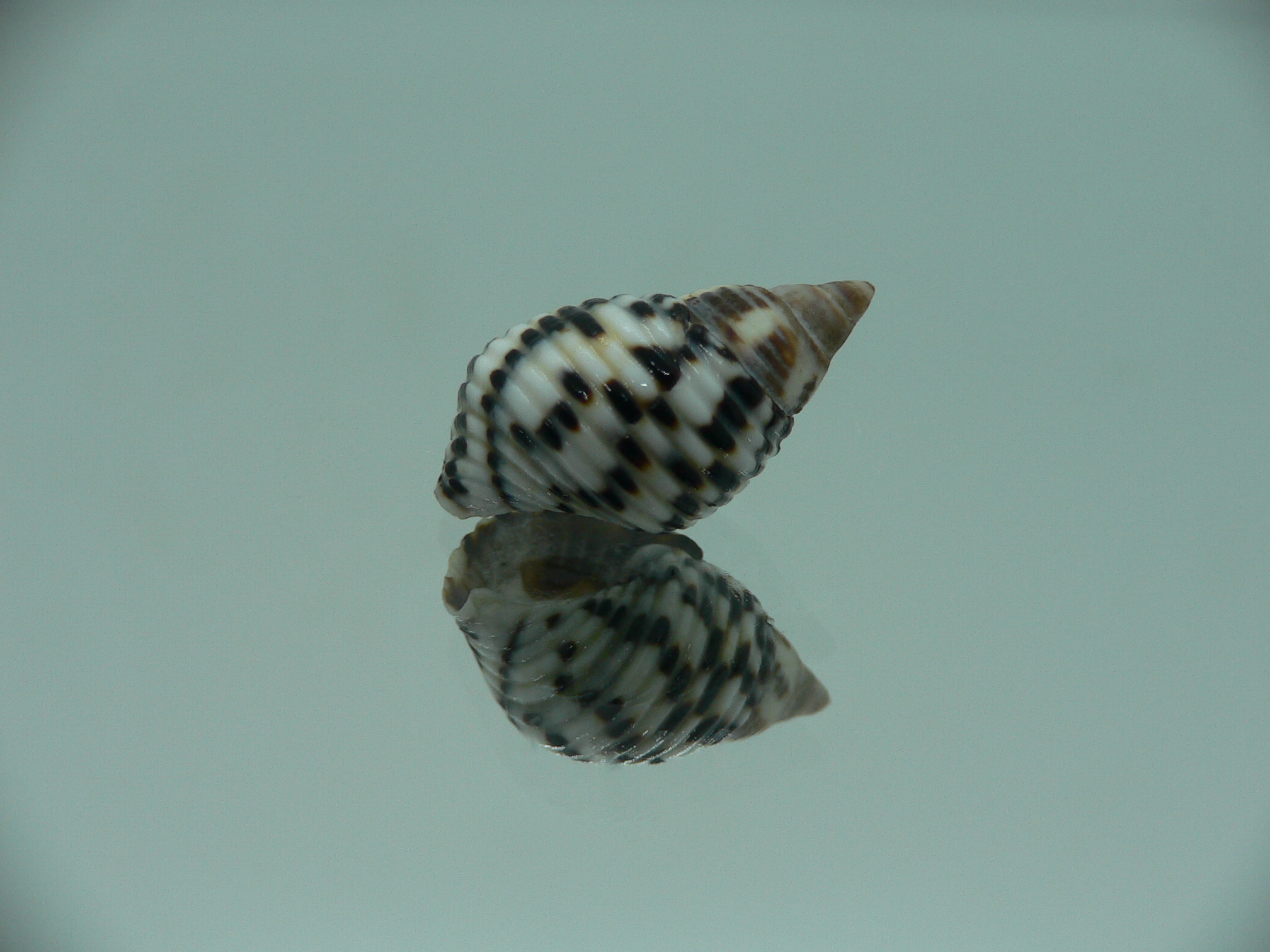 Planaxis sulcatus STRIPED