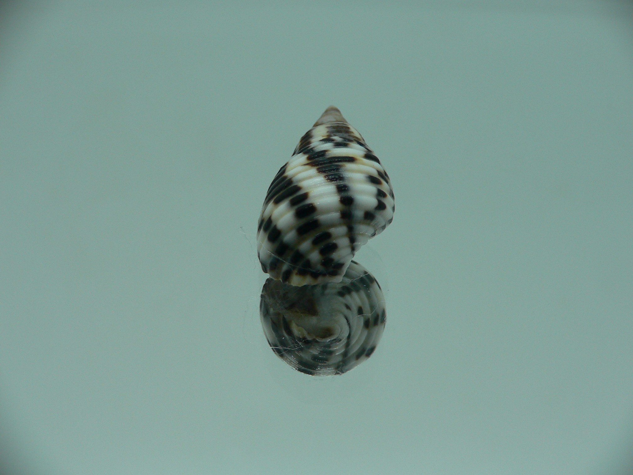 Planaxis sulcatus STRIPED