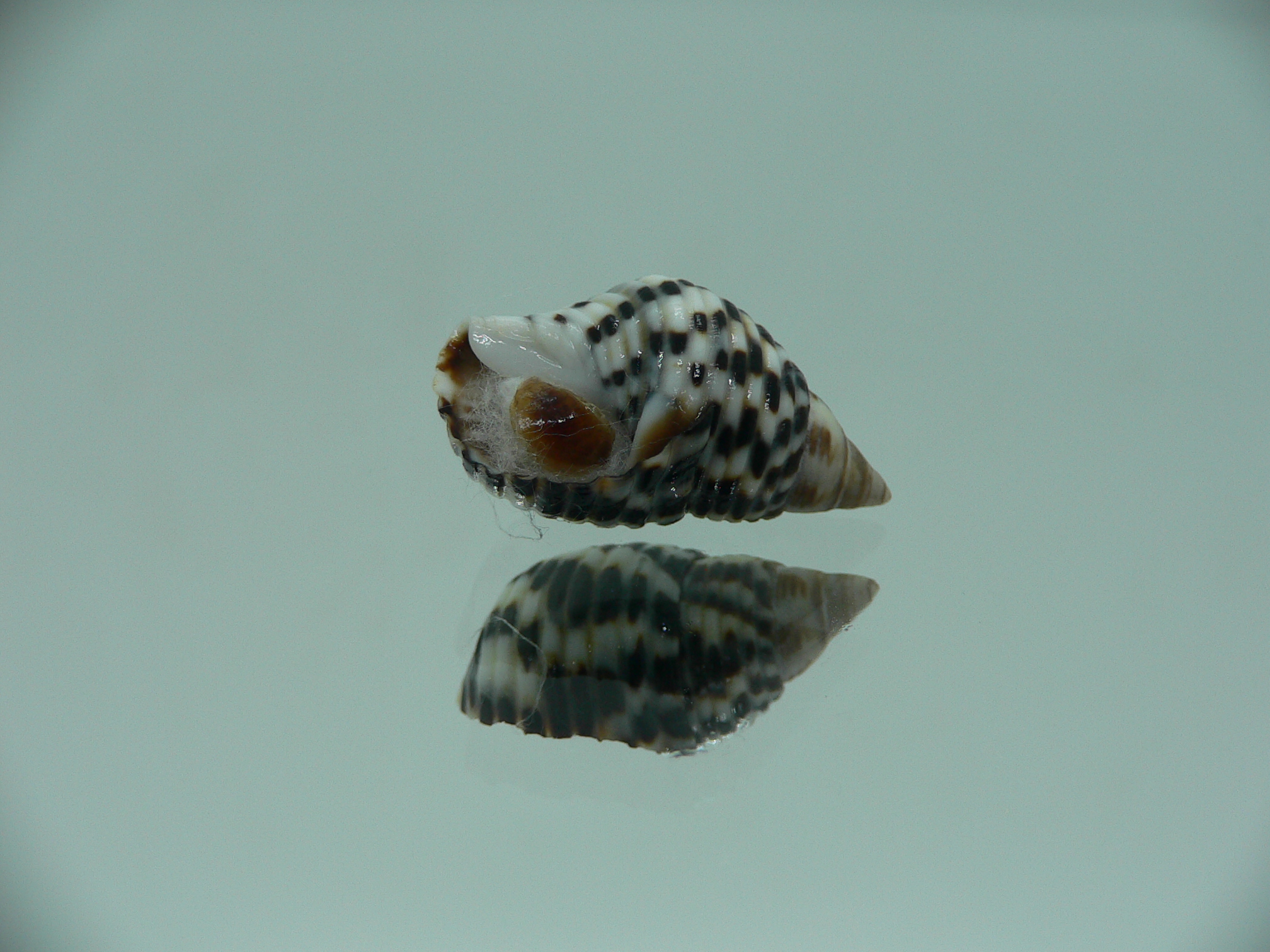 Planaxis sulcatus STRIPED