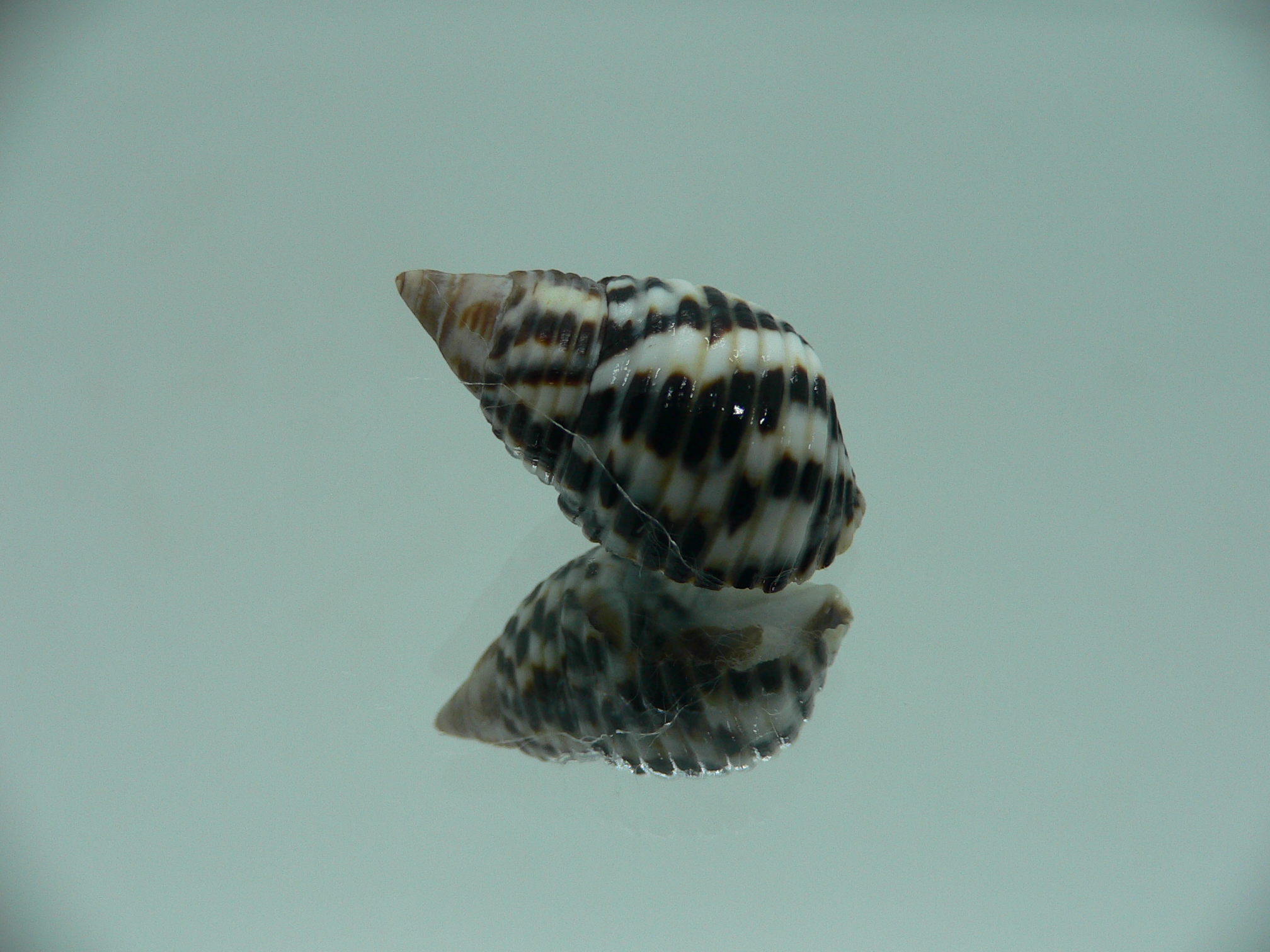 Planaxis sulcatus STRIPED